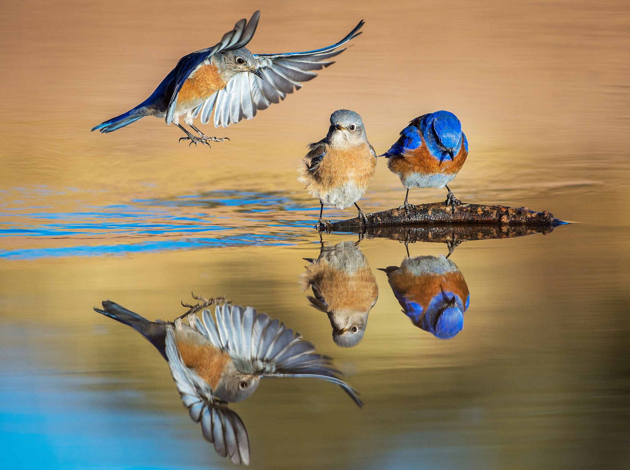 Птичка вода. Птицы на воде. Отражение птиц в воде. Птицы на одной картинке. Отражение в воде птички.