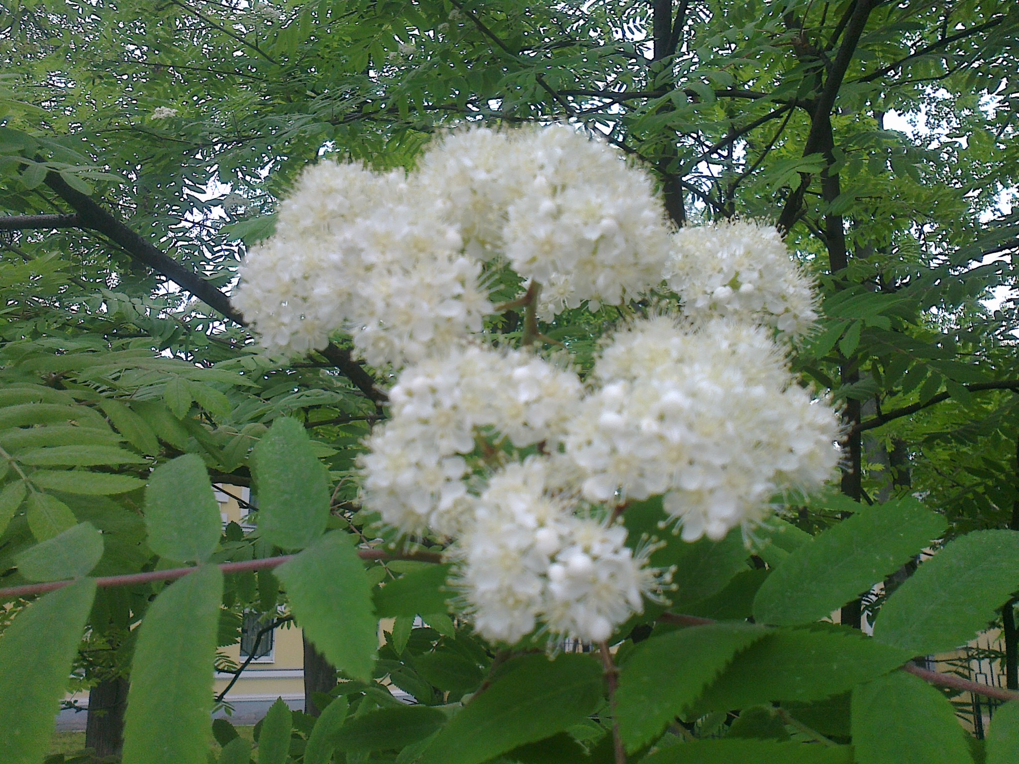 Цветы рябины фото. Рябина обыкновенная цветение. Sorbus aucuparia цветет. Рябина обыкновенная цветки.