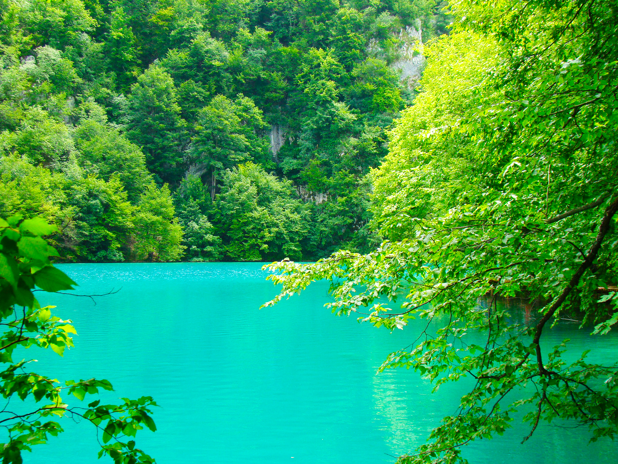 Летом было все зеленым. Озеро Рица. Природа зелень. Вода в природе. Лес и море.