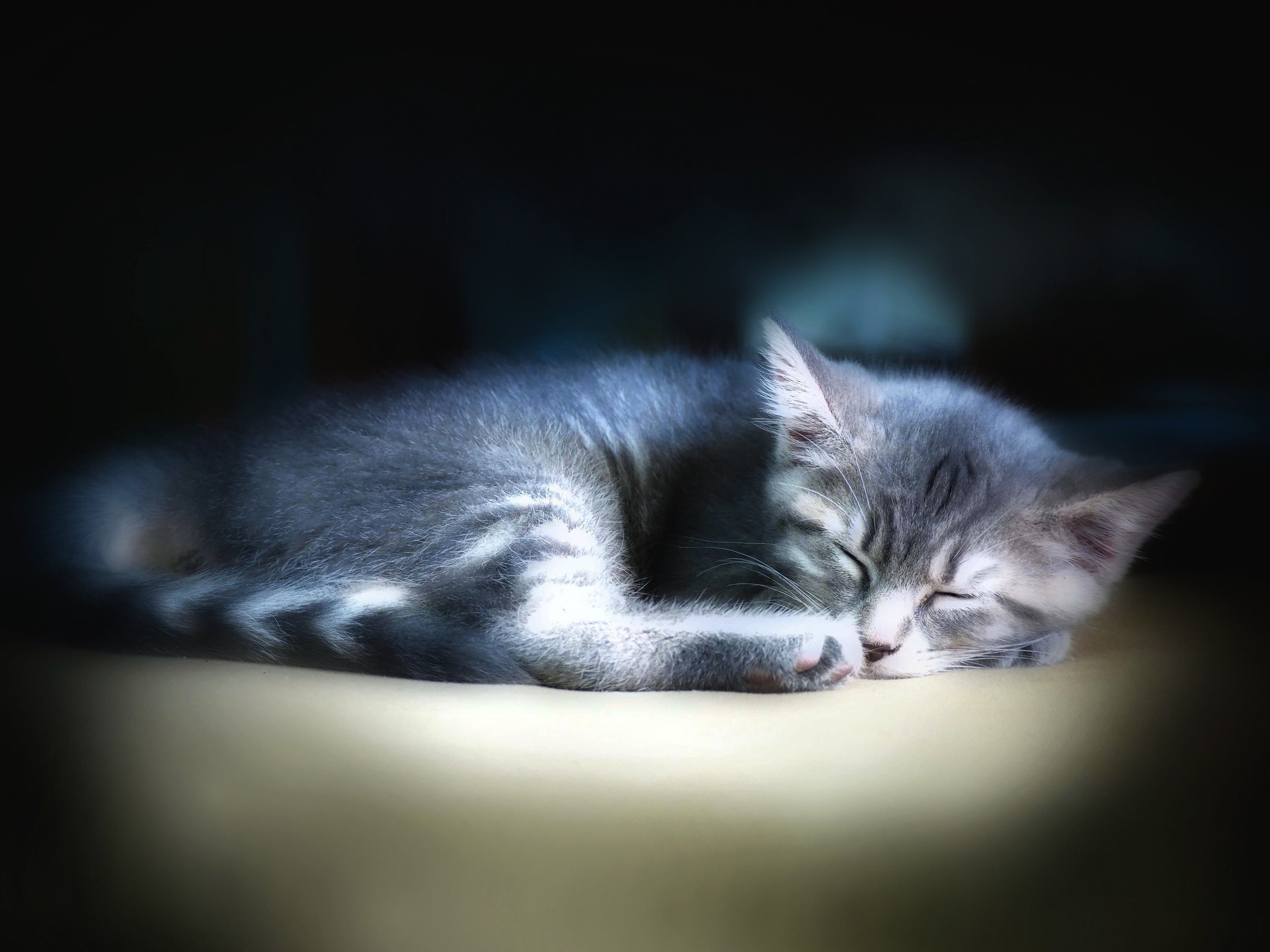 Приснился котенок серый. Серый котенок во сне. Спокойной ночи картинки коты. К чему снится серый котенок женщине. Сонник серая кошка