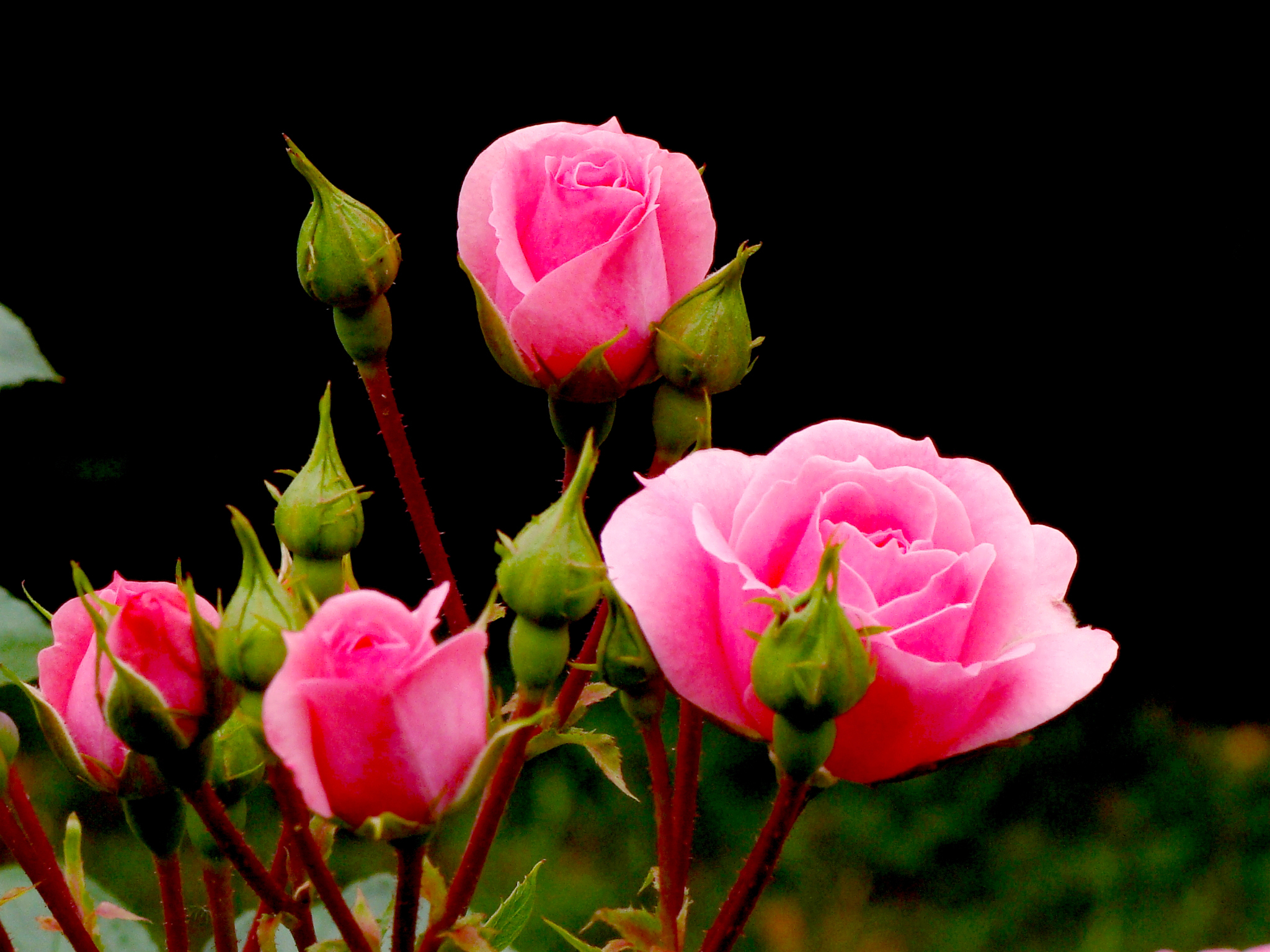 Живые распускающиеся цветы. Розовый куст.