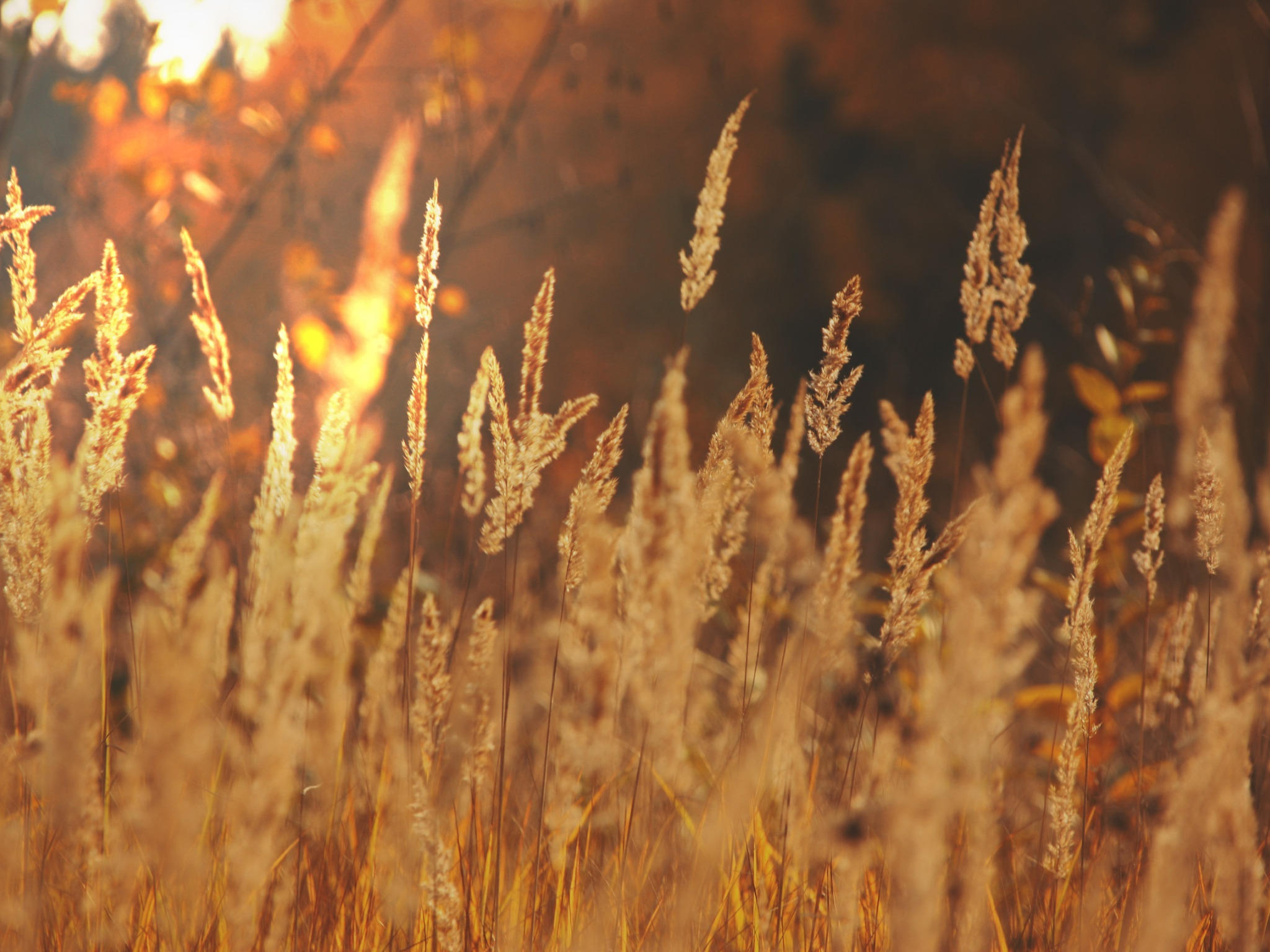 В тишине полей наливаются золотом колосья. Пшеничное поле. Пшеница Эстетика. Рожь Эстетика. Поле сухая трава закат.