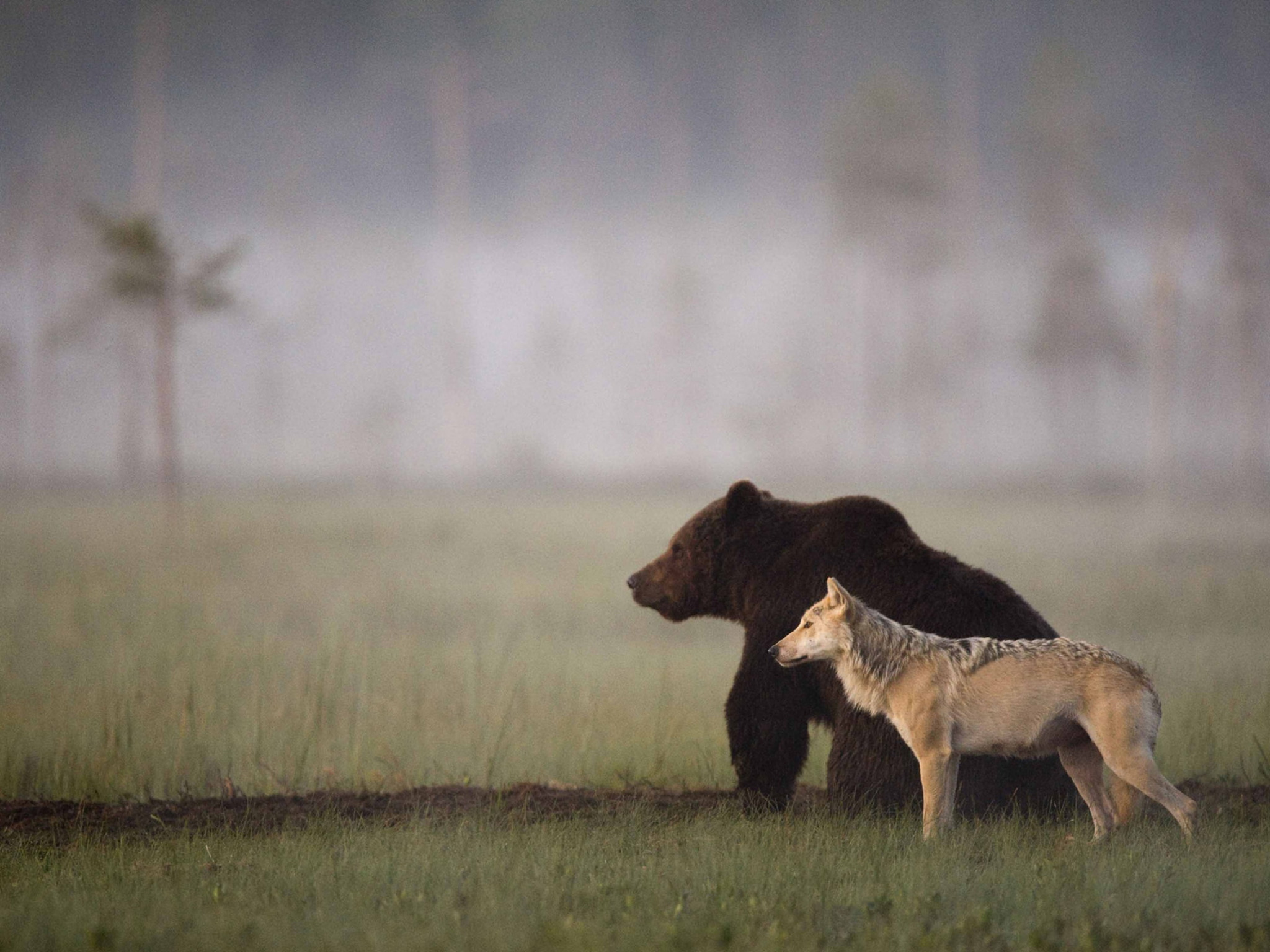 Какие отношения складываются между медведем и лисицей. Волки и медведи. Волчица и медведь Дружба. Волк и Медвежонок. Волчья Дружба.