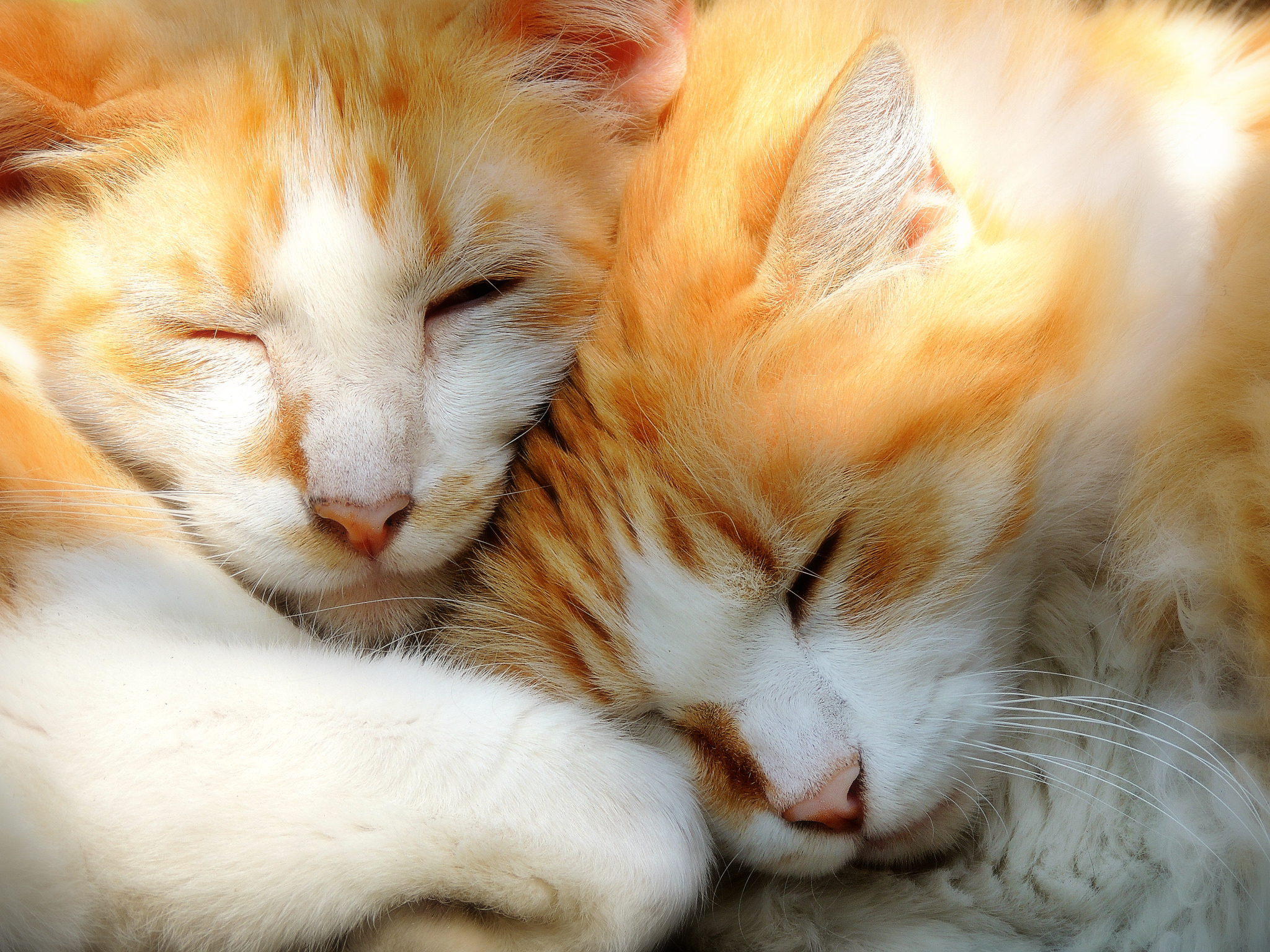 К чему снится кошка женщине замужней ласковая. Коты любовь. Два котенка рыжий и белый. Два кота.