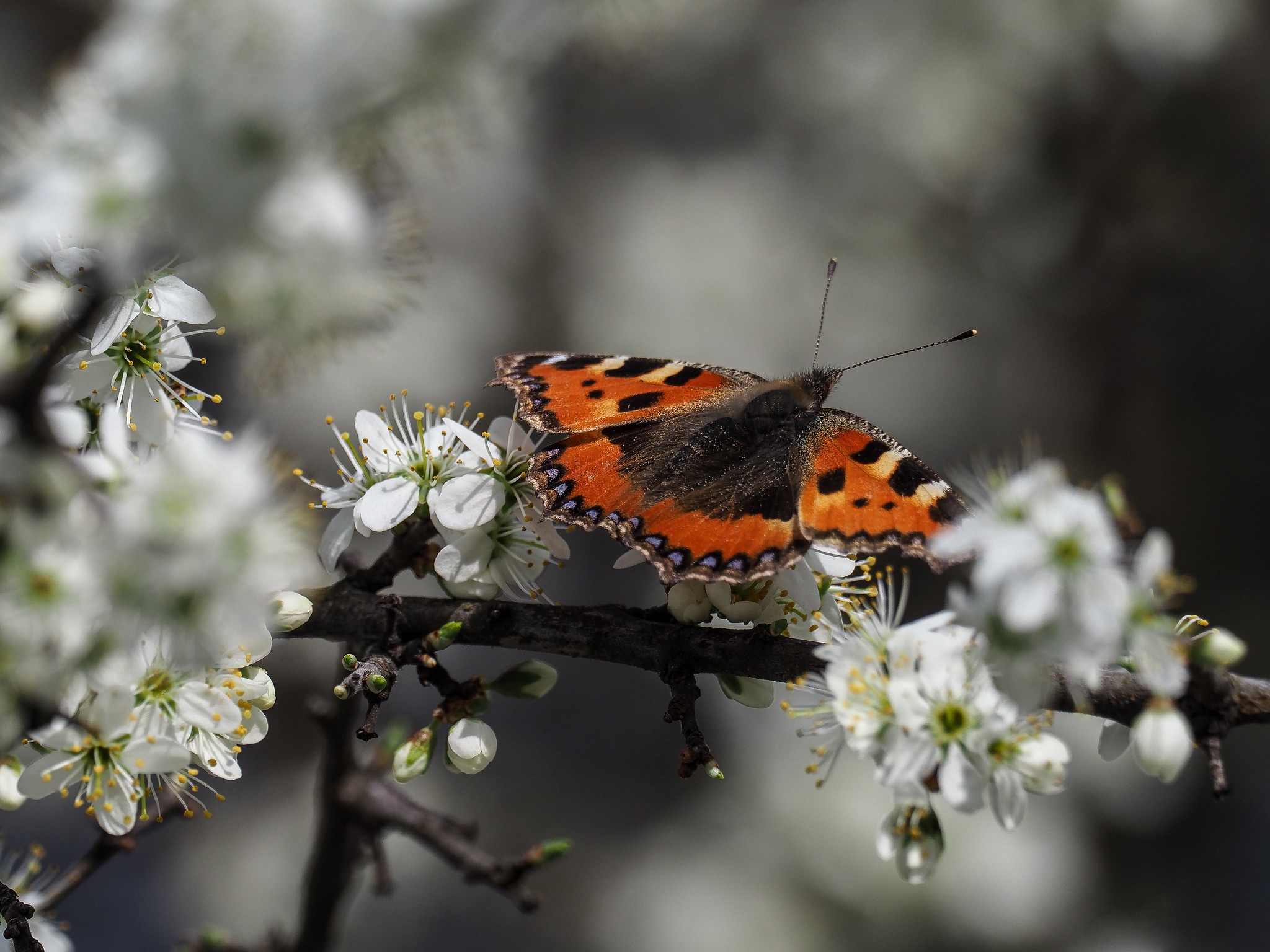 Бабочки весной картинки. Весенние бабочки. Насекомые весной. Бабочка на ветке весной.