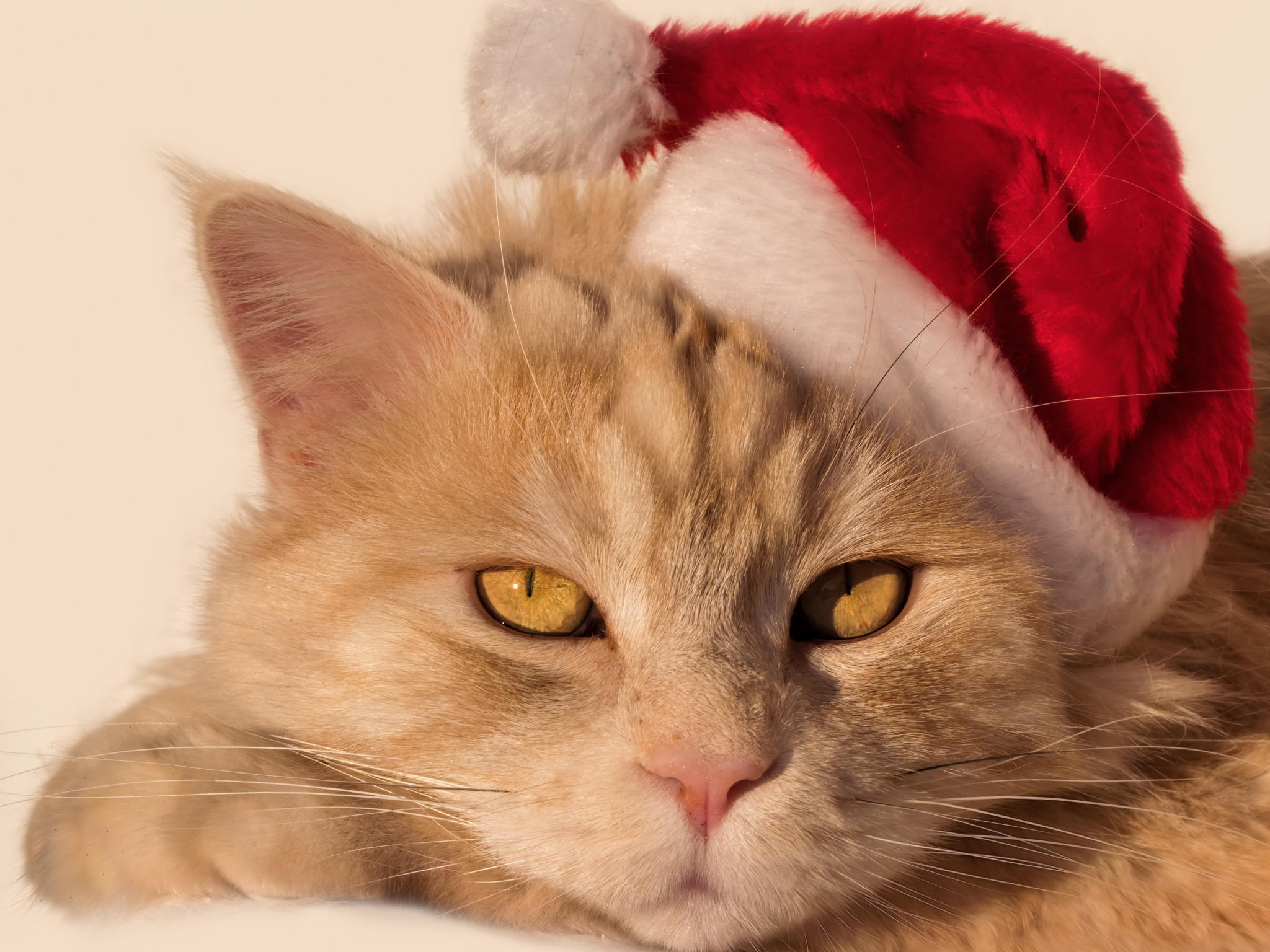 кошка, взгляд, мордочка, санта, колпак, рыжий кот