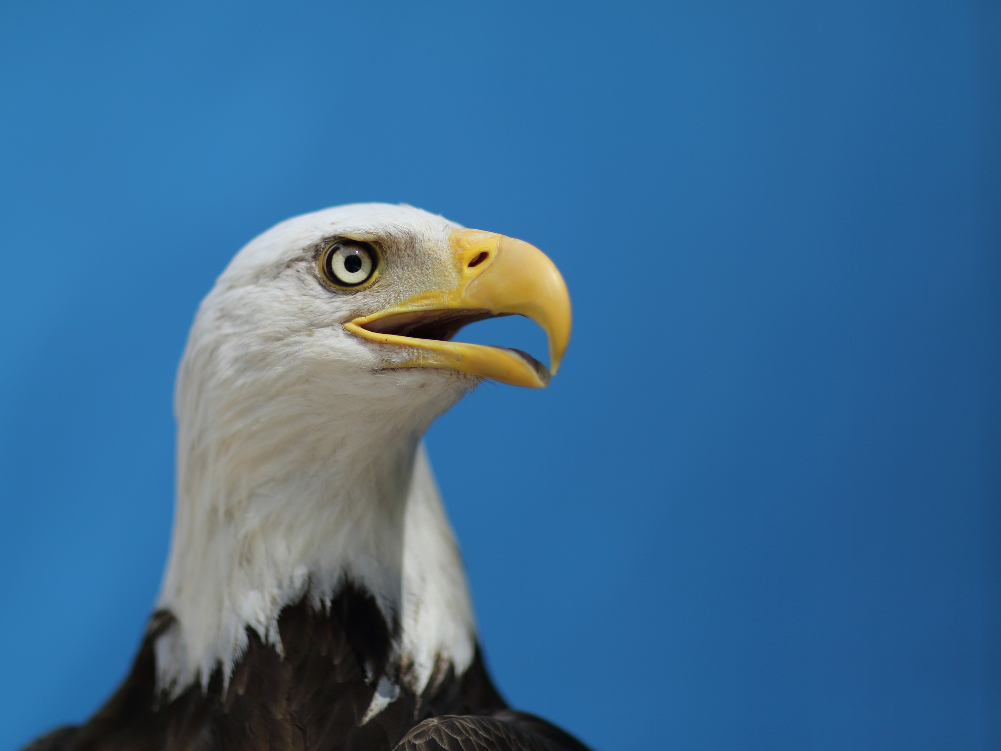 Обои небо, взгляд, птица, орел, профиль, bird, blue sky, bald eagle на  телефон и рабочий стол, раздел животные, разрешение 2048x1536 - скачать