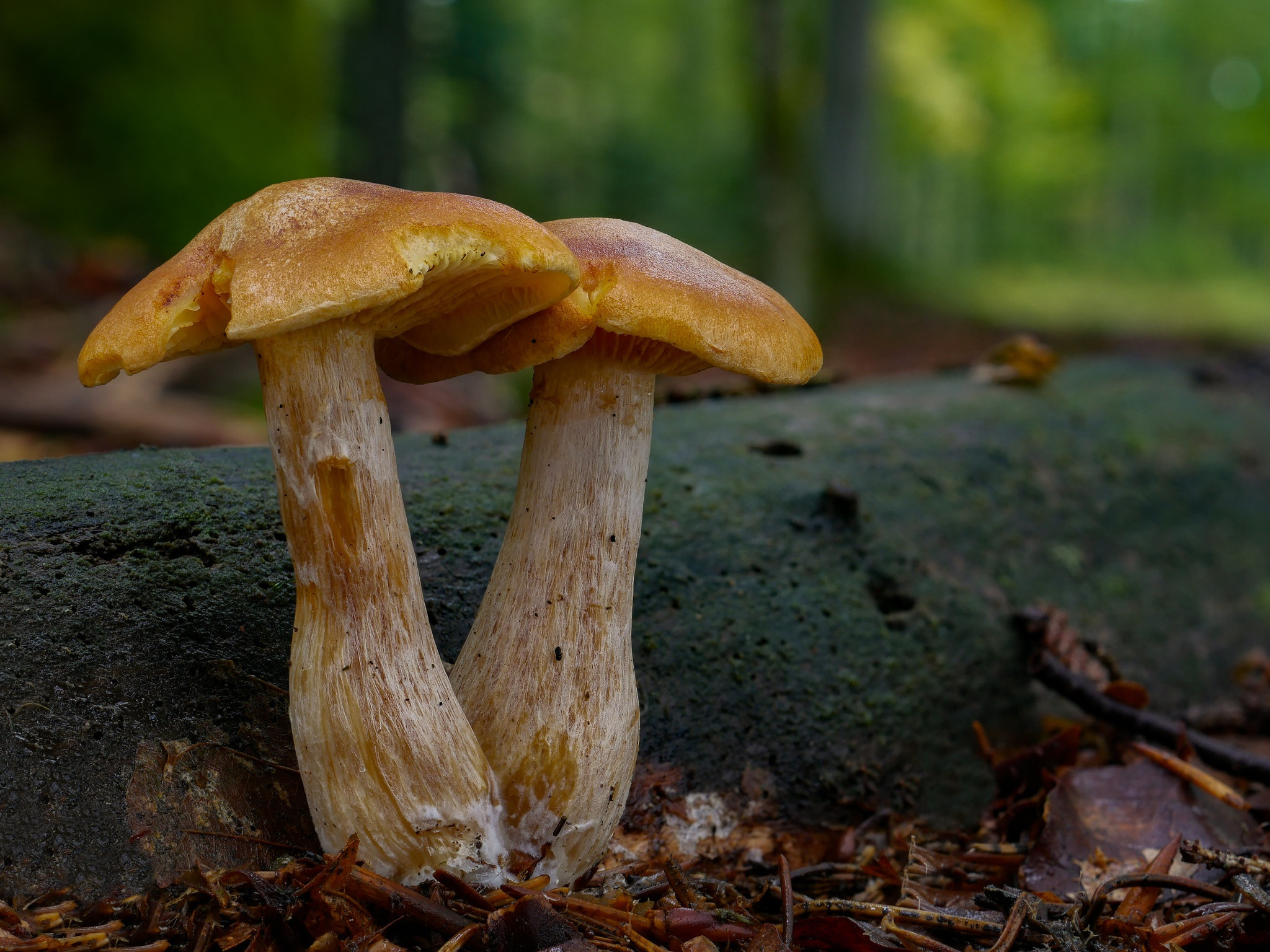 Gymnopilus aeruginosus. Гимнопил картинка.