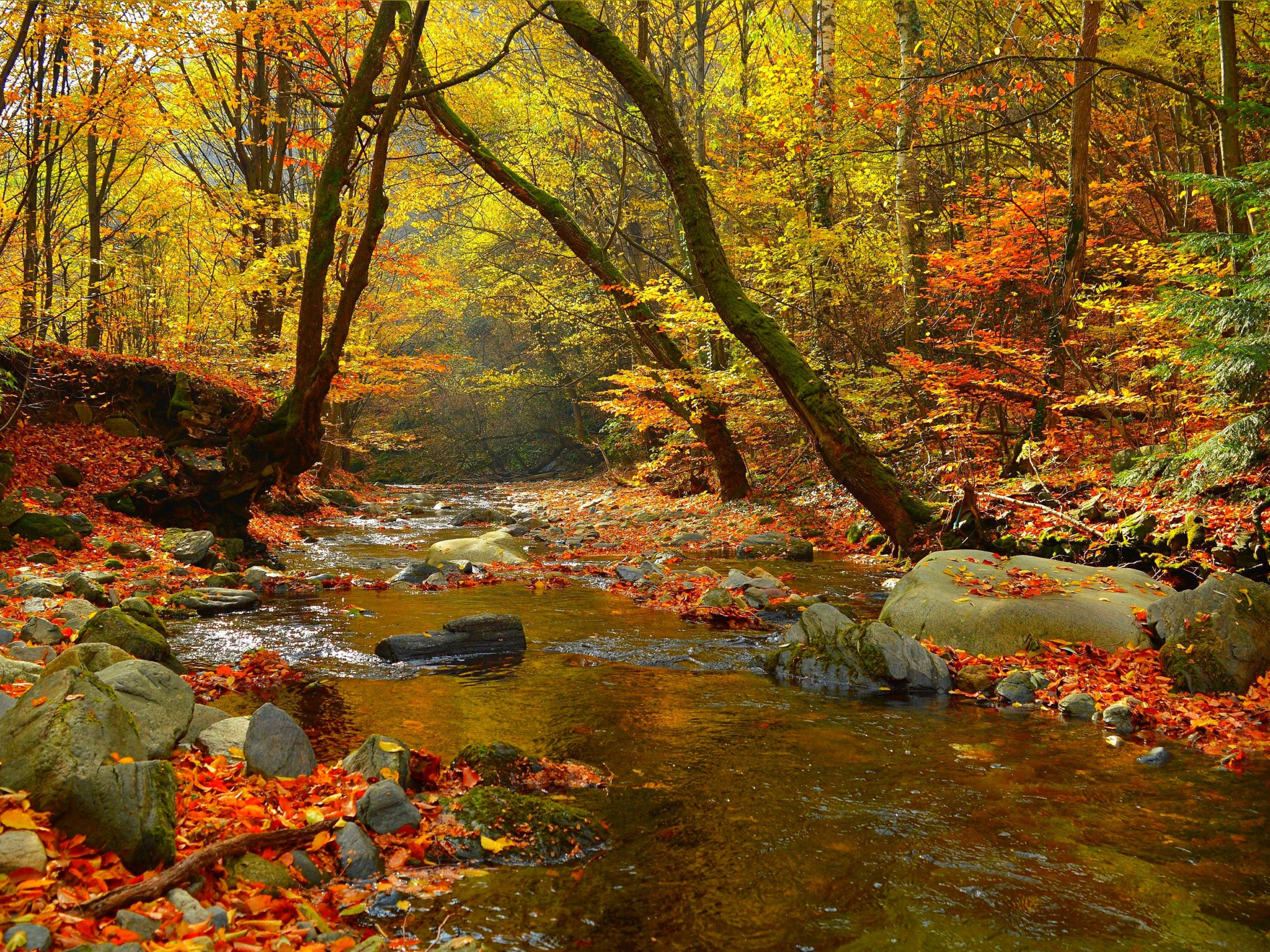 Stone fall. Золотая осень в лесу. Лес осень река камни. Река осенью. Деревня Чижова река осень.