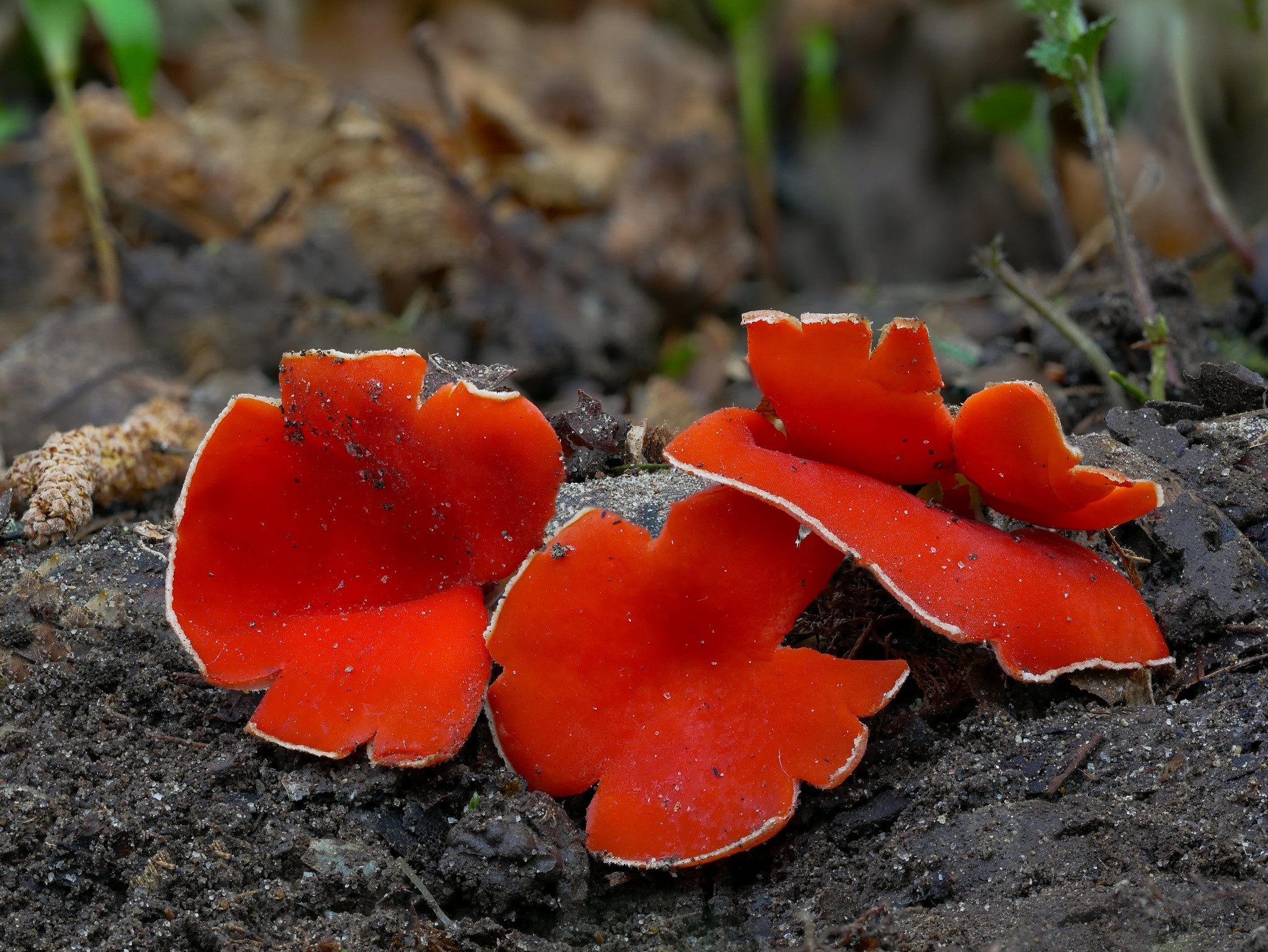 Соленые красные грибы. Саркосцифа красная. Грибы красного цвета. Красные грибы на ветках. Весенние грибы Ленинградской области.