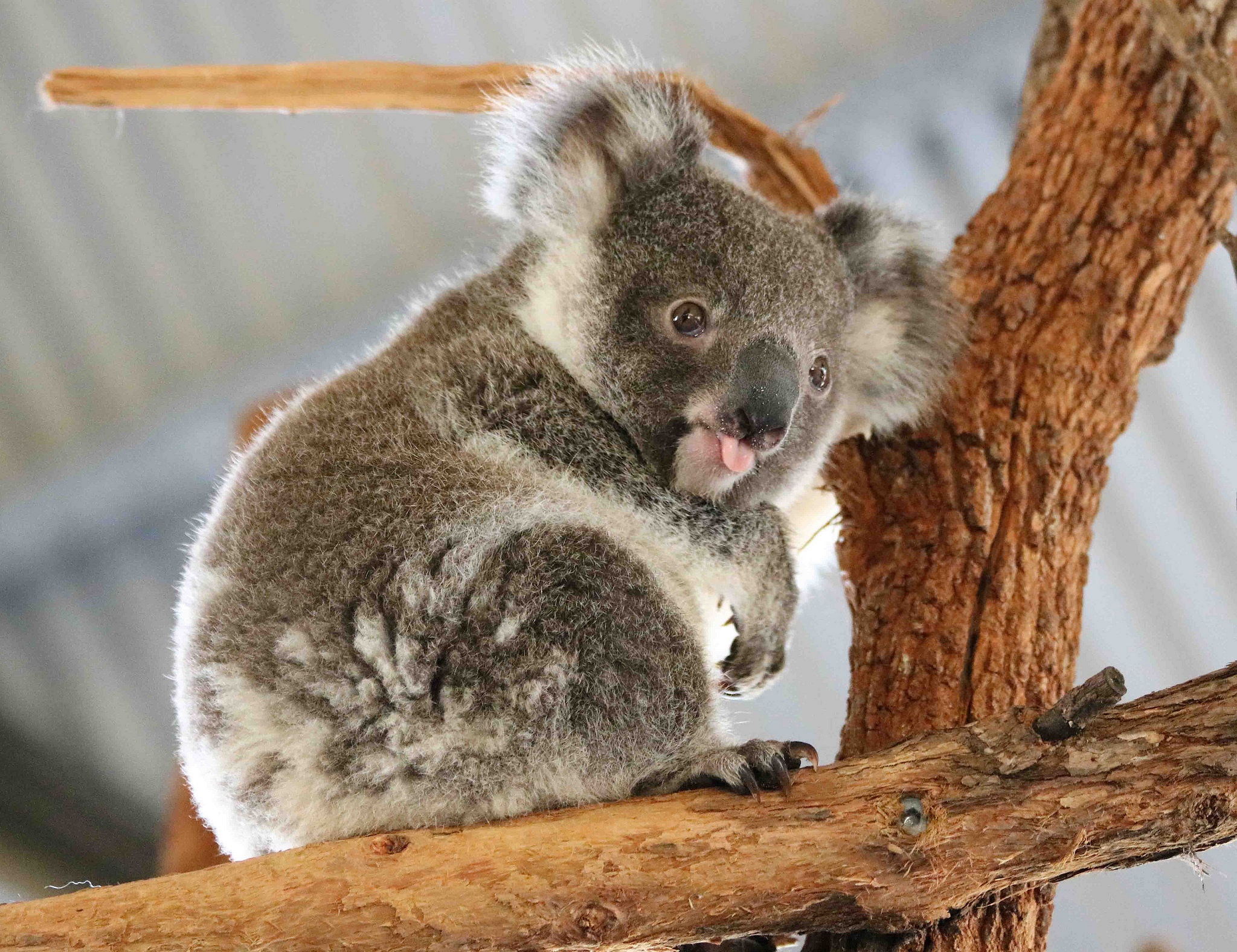 Едят ли коалы. Коала сумчатое. Мишка коала. Коала Медвежонок сумчатое животное. 2 В 1.