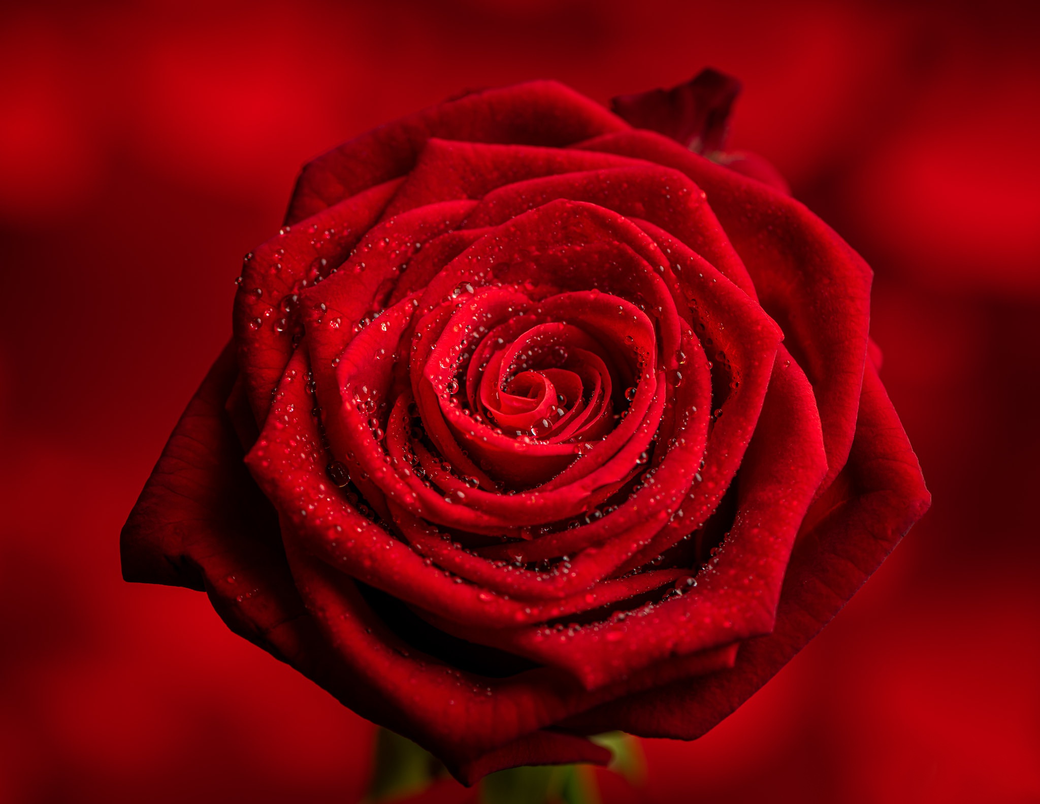 Красная картинка. Красные розы. Красная роза на Красном фоне. Красная макро роза. Красная картинка фон.
