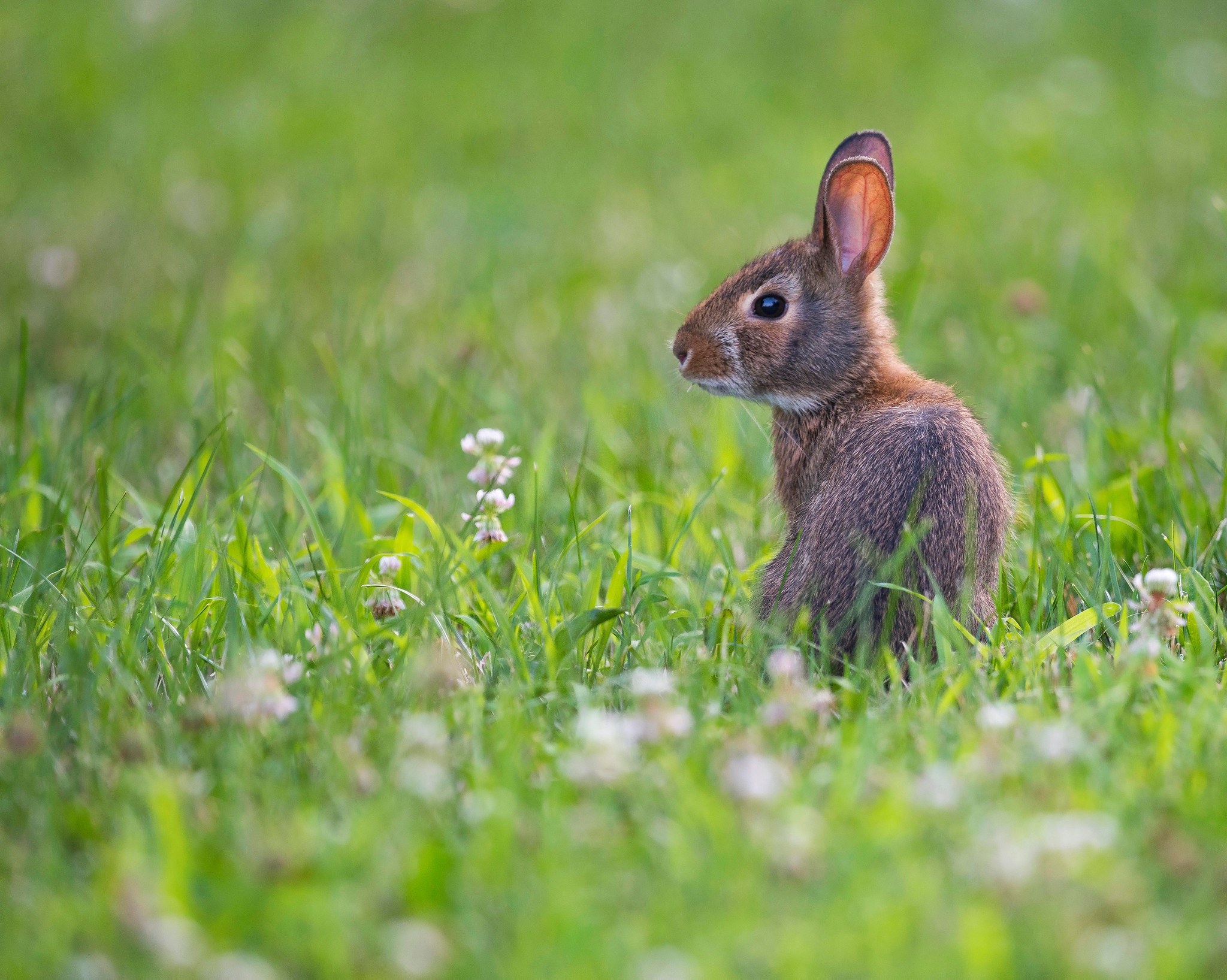 Зайчик на поляне. Заяц. Заяц на лугу. Зайчик в траве. Зайчик на лугу.