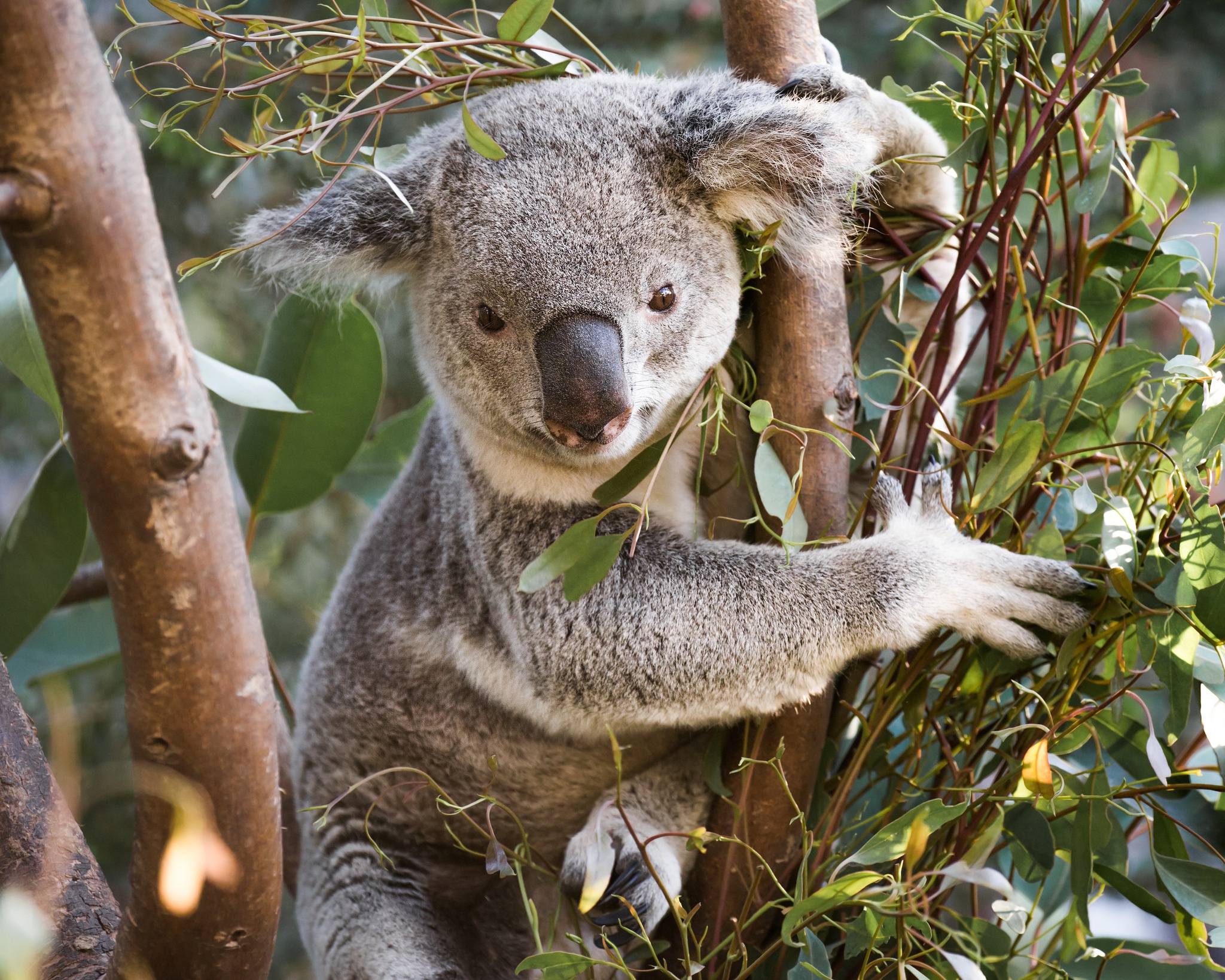 Едят ли коалы. Коала на эвкалипте. Эвкалипт дерево коала. Эвкалипт в Австралии с коалой. Коала в эвкалиптовые леса.