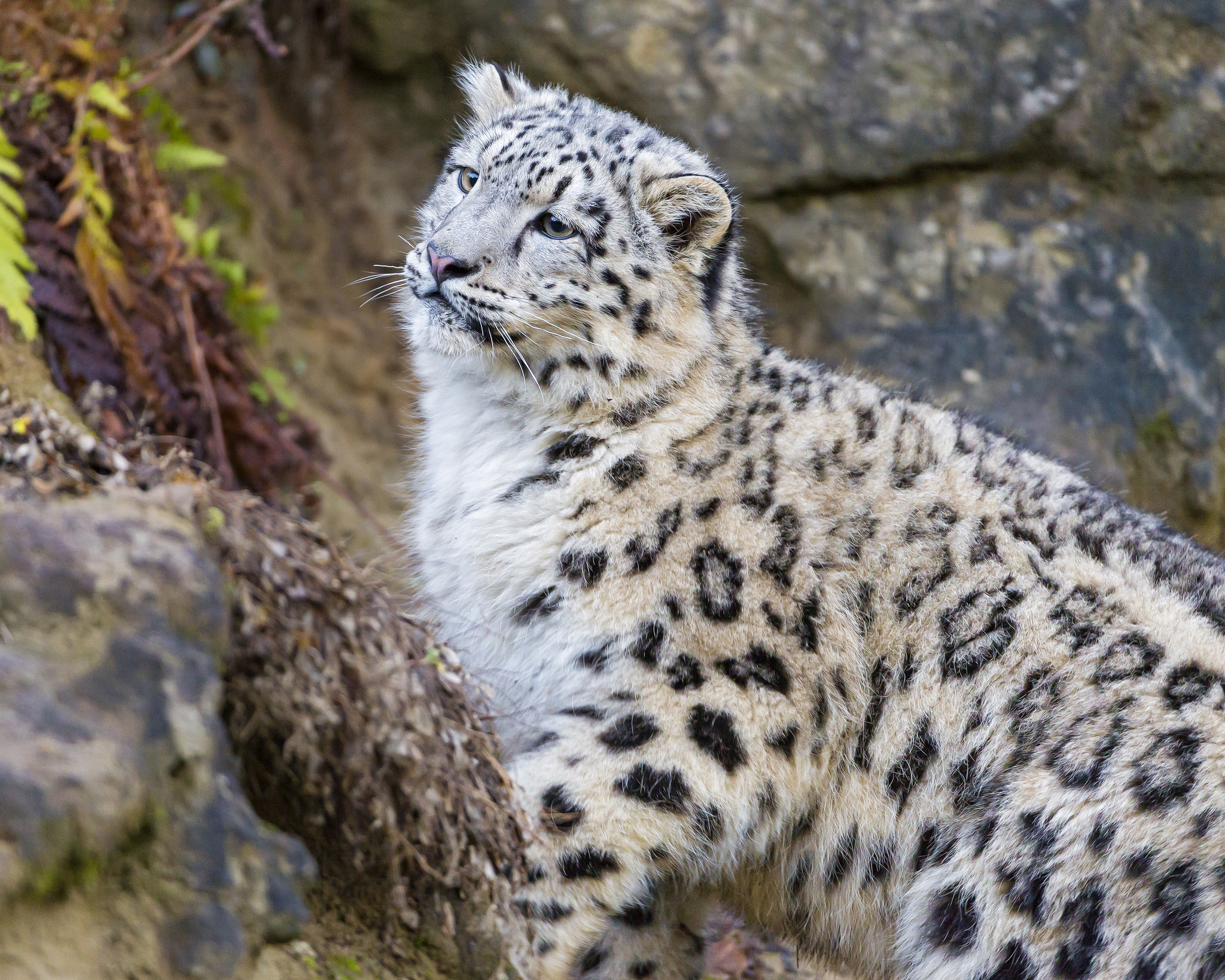 Snow leopard. Снежный Барс (Ирбис, снежный леопард). Путоранский снежный Барс (Ирбис). Снежный Барс (Ирбис, снежный леопард) детеныш. Ирбис кошка.