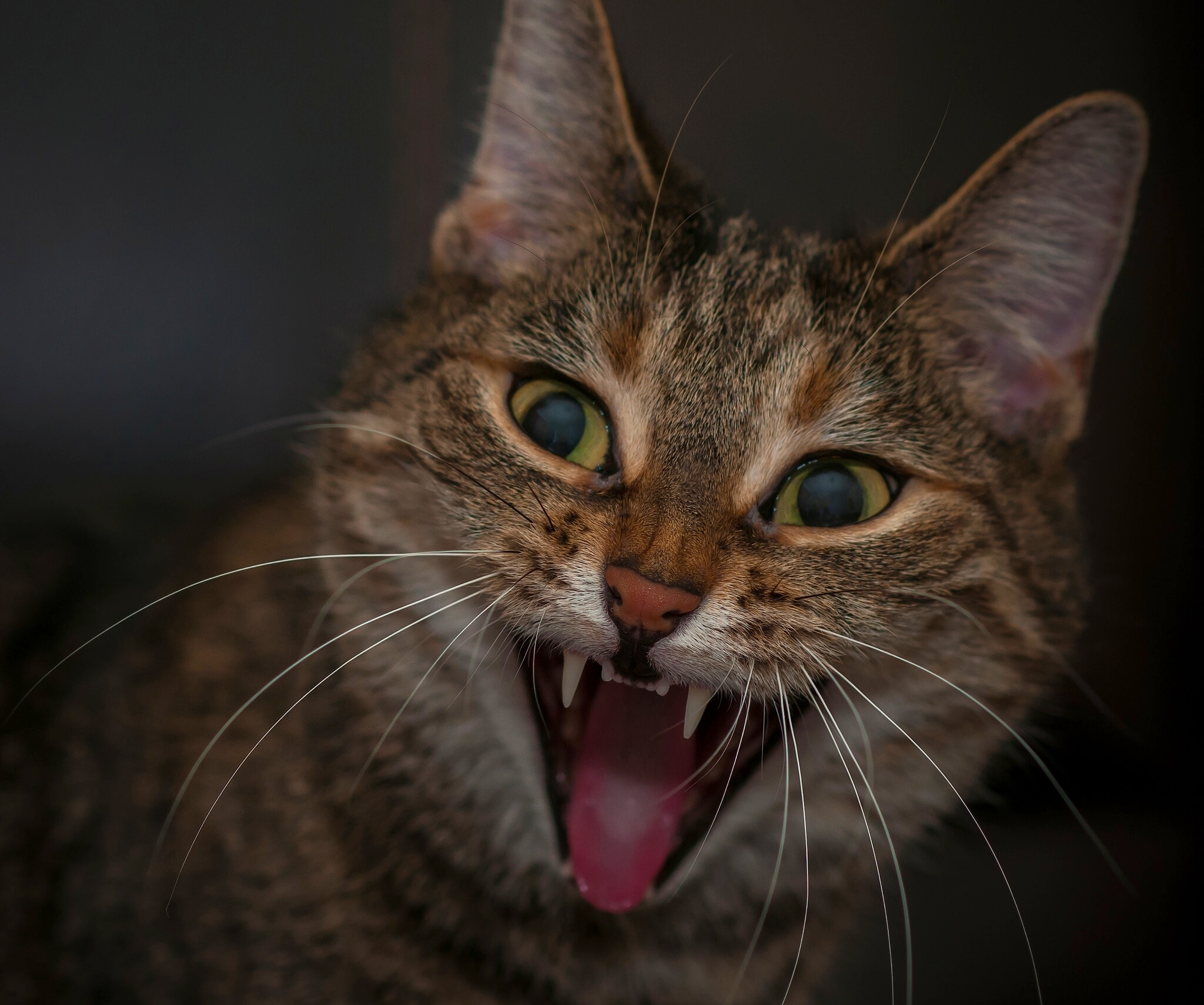 Кошка часто открывает рот