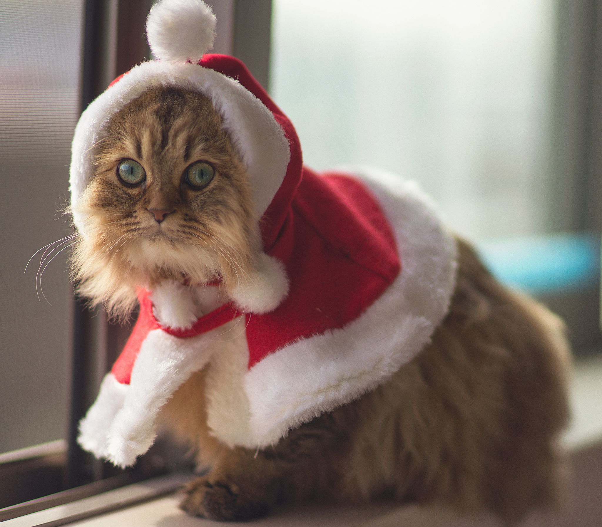 Christmas cat. Новогодний котик. Новогодний костюм для кота. Рождественский кот. Котята в новогодних костюмах.