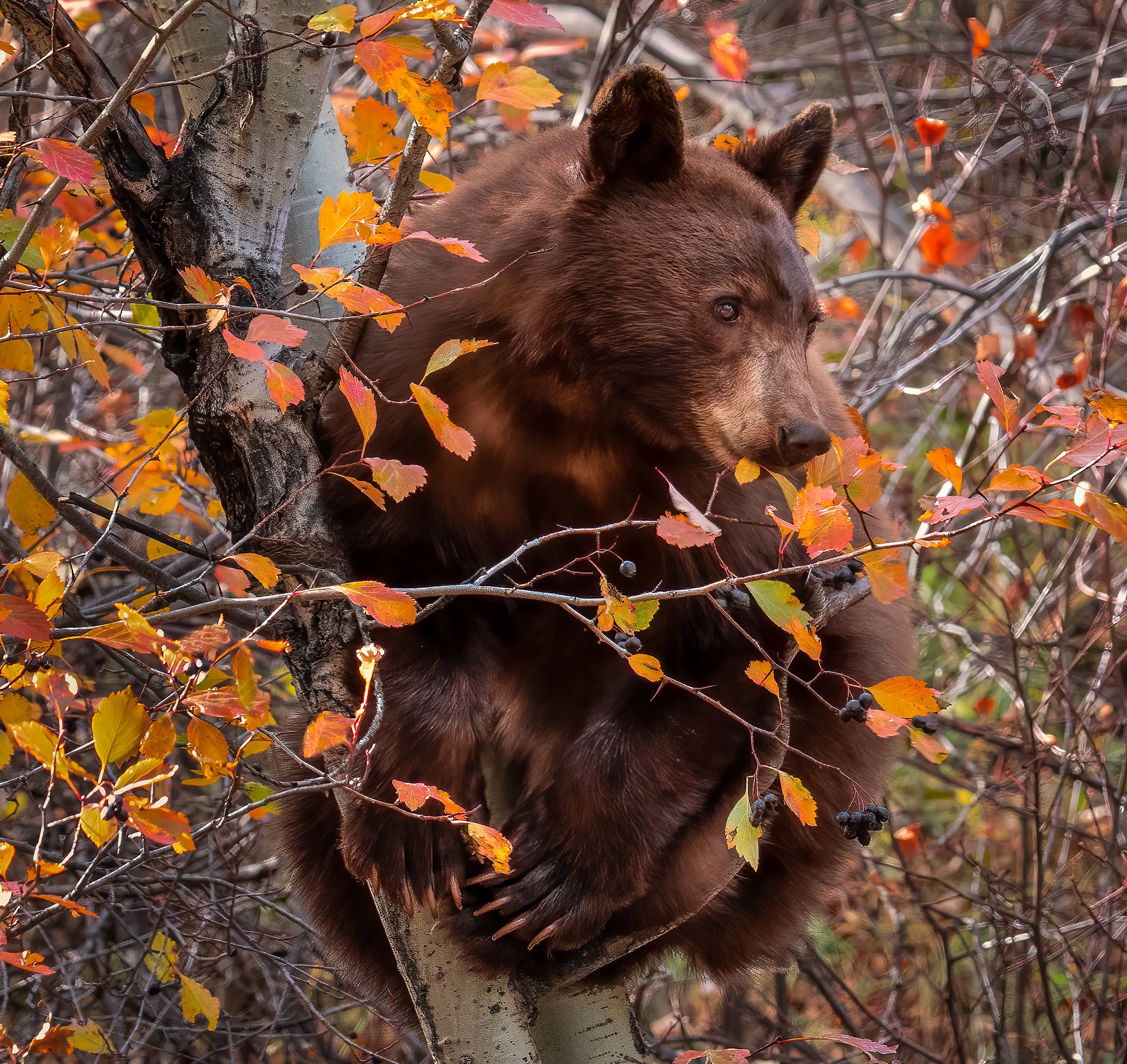 Tree bear