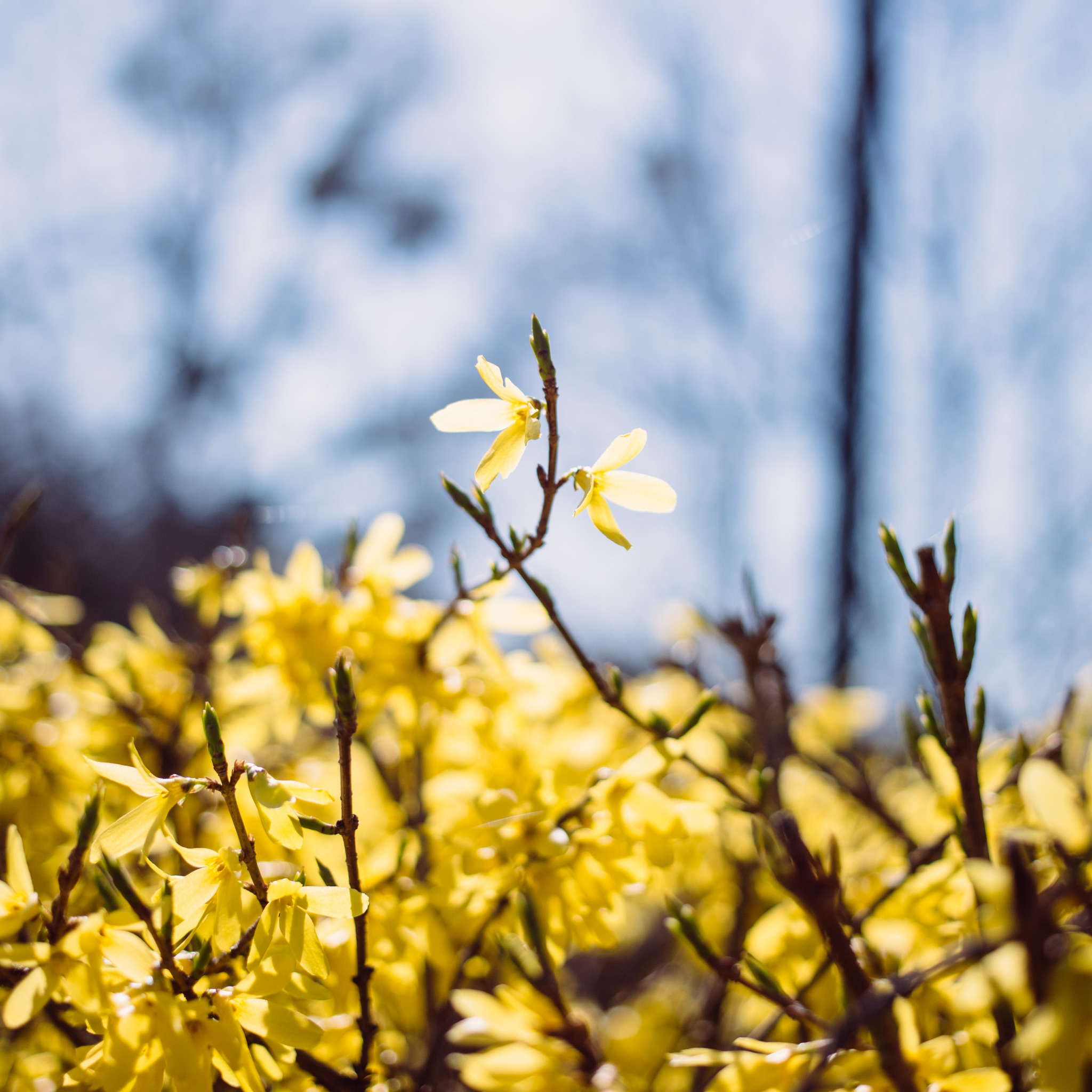 Желтые весенние ветки. Ветка с желтыми цветами. Желтая ветка цветы весной. Цветок без листьев с желтыми цветами