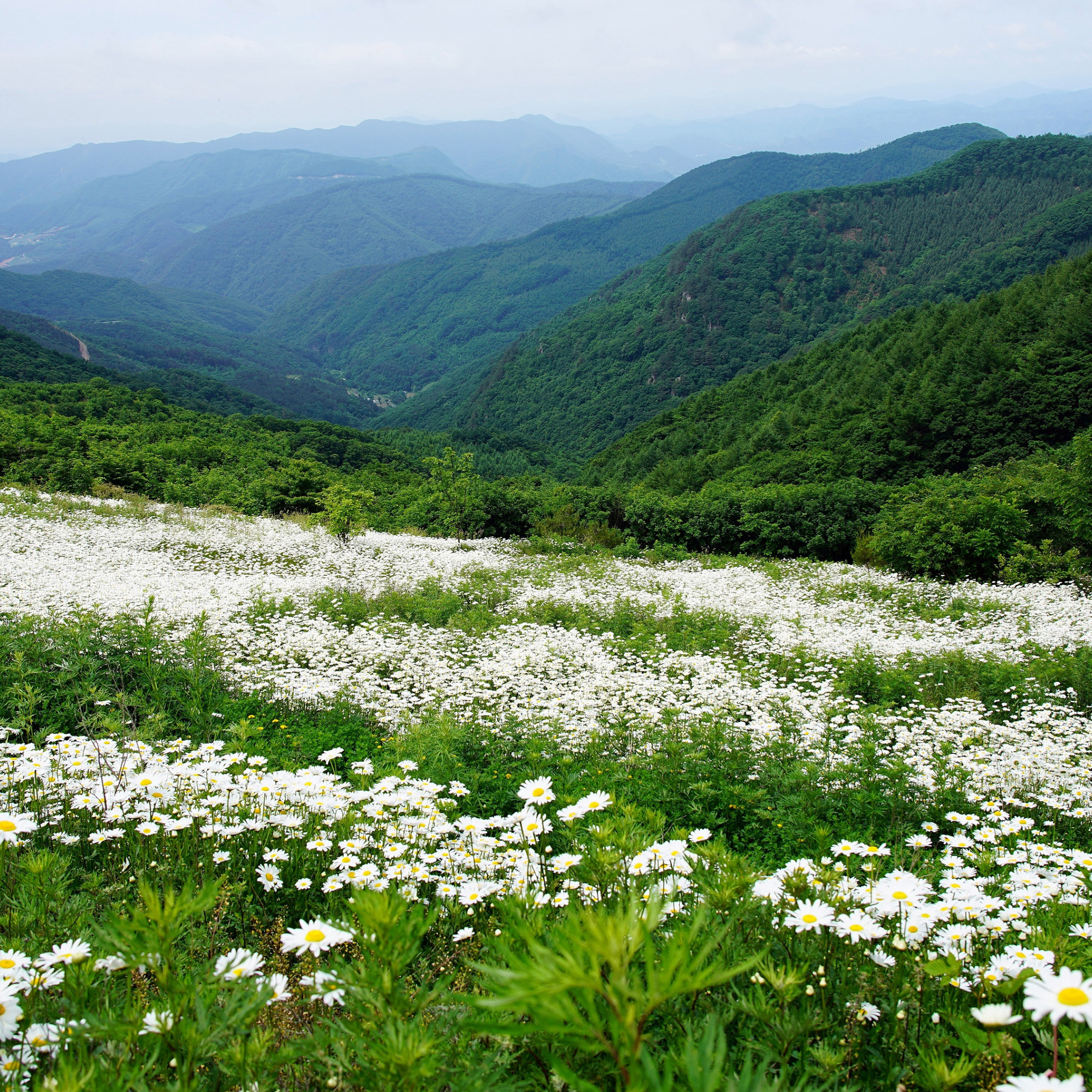 Фон горы поле цветы