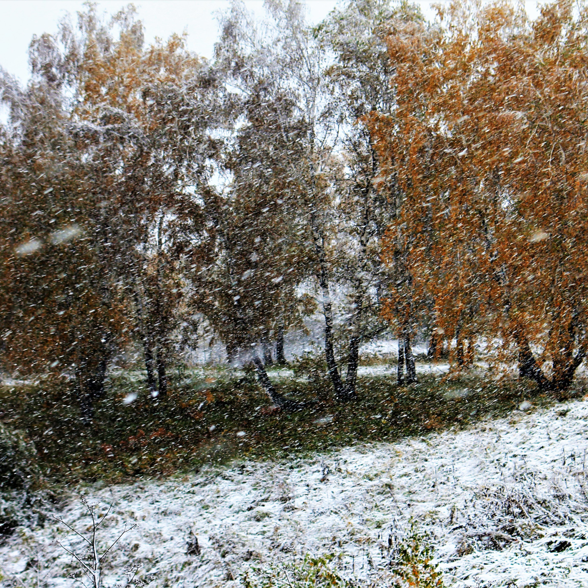 Ранняя осень незаметно подкралась к лесным урочищам. Ноябрь село. Слабый снег осенью. Первый снег пороша. Поздняя осень в центральной России.