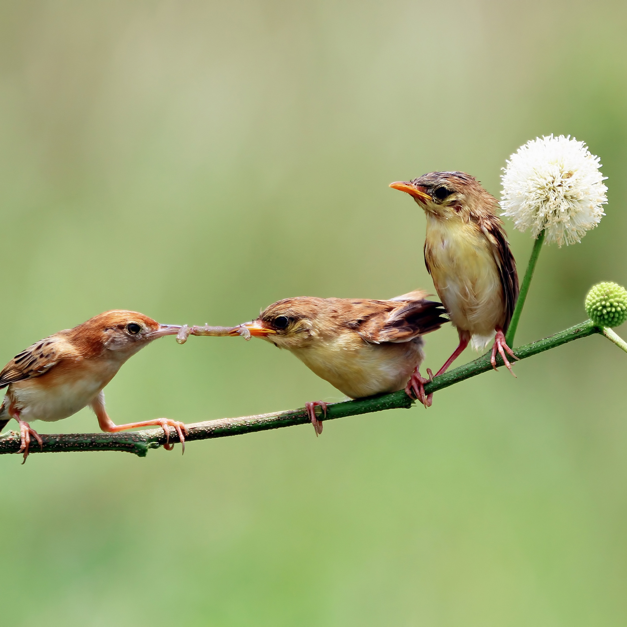 Birds waiting. Веерохвостая цистикола. Три птички. Птичка на ветке взъерошенная. Австралийская Золотая цистикола гнездо.