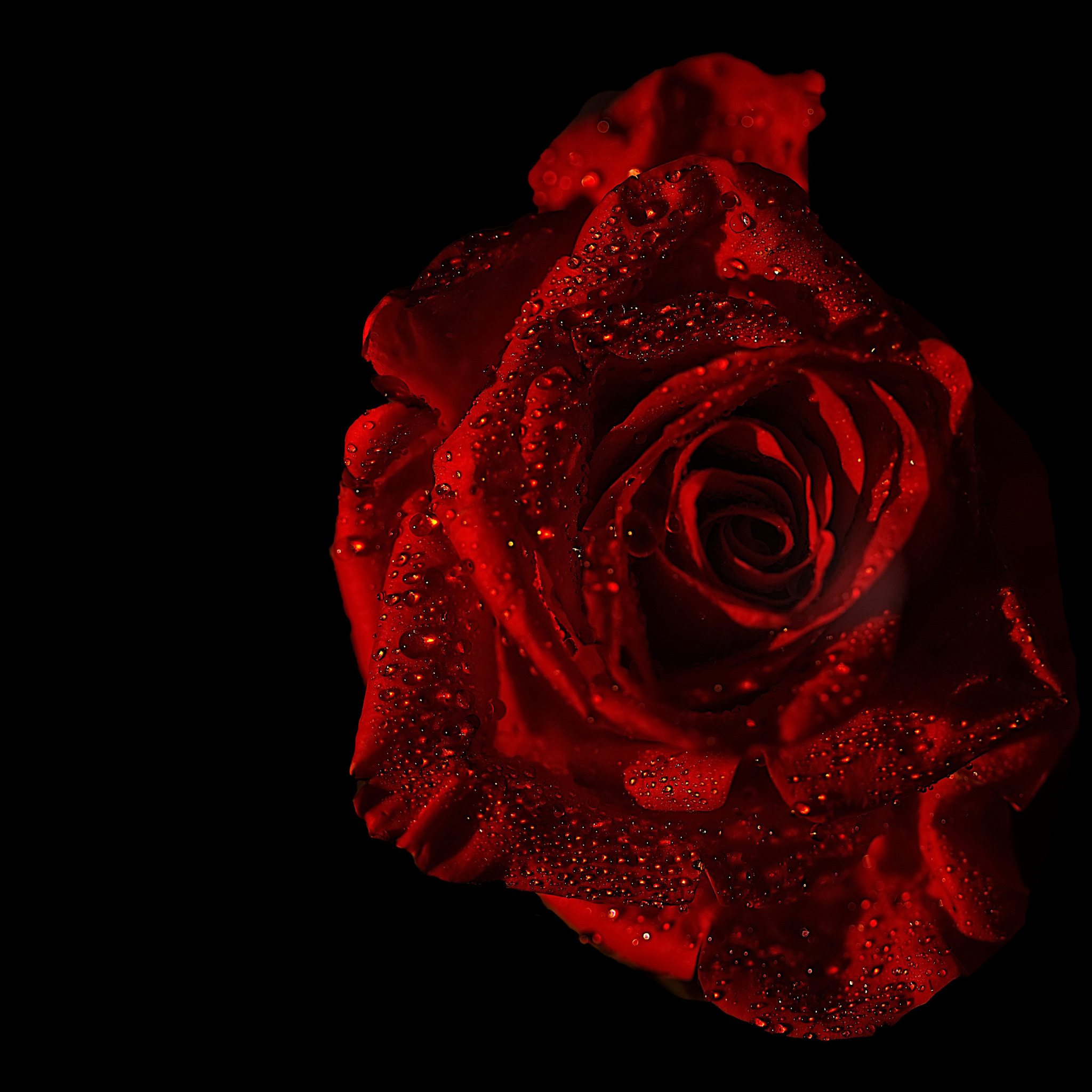 Розы света песня. Красные цветы на черном фоне. Лепестки роз на черном фоне. Света и Розочка. Цветок.