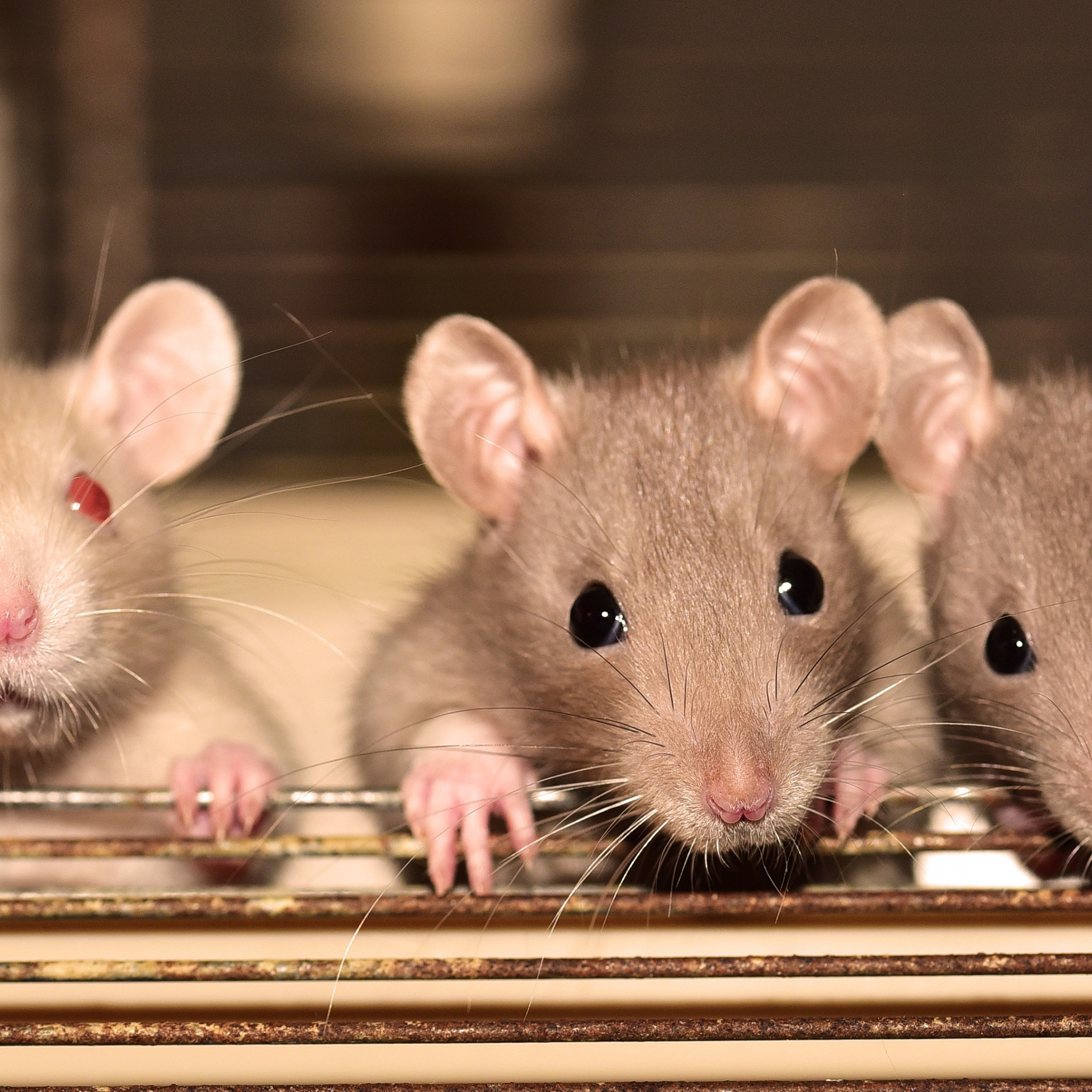 Шесть мышей. 3 Крыски. Четыре крыски. Три милые крысы. Много мышек.