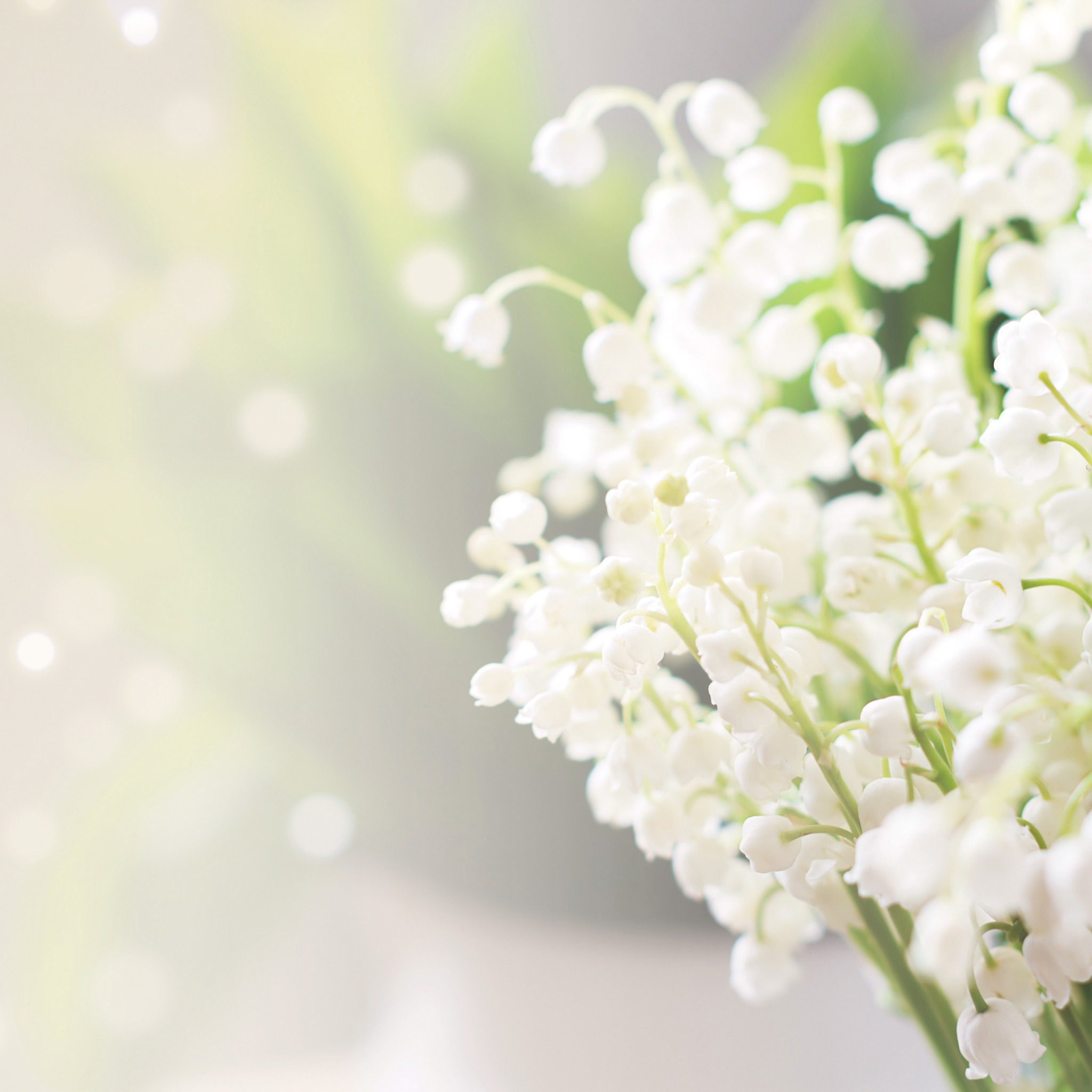 Фотообои Ландыши. Весенние цветы. Белые весенние цветы. Ландыши фон. Фон ландыши картинка
