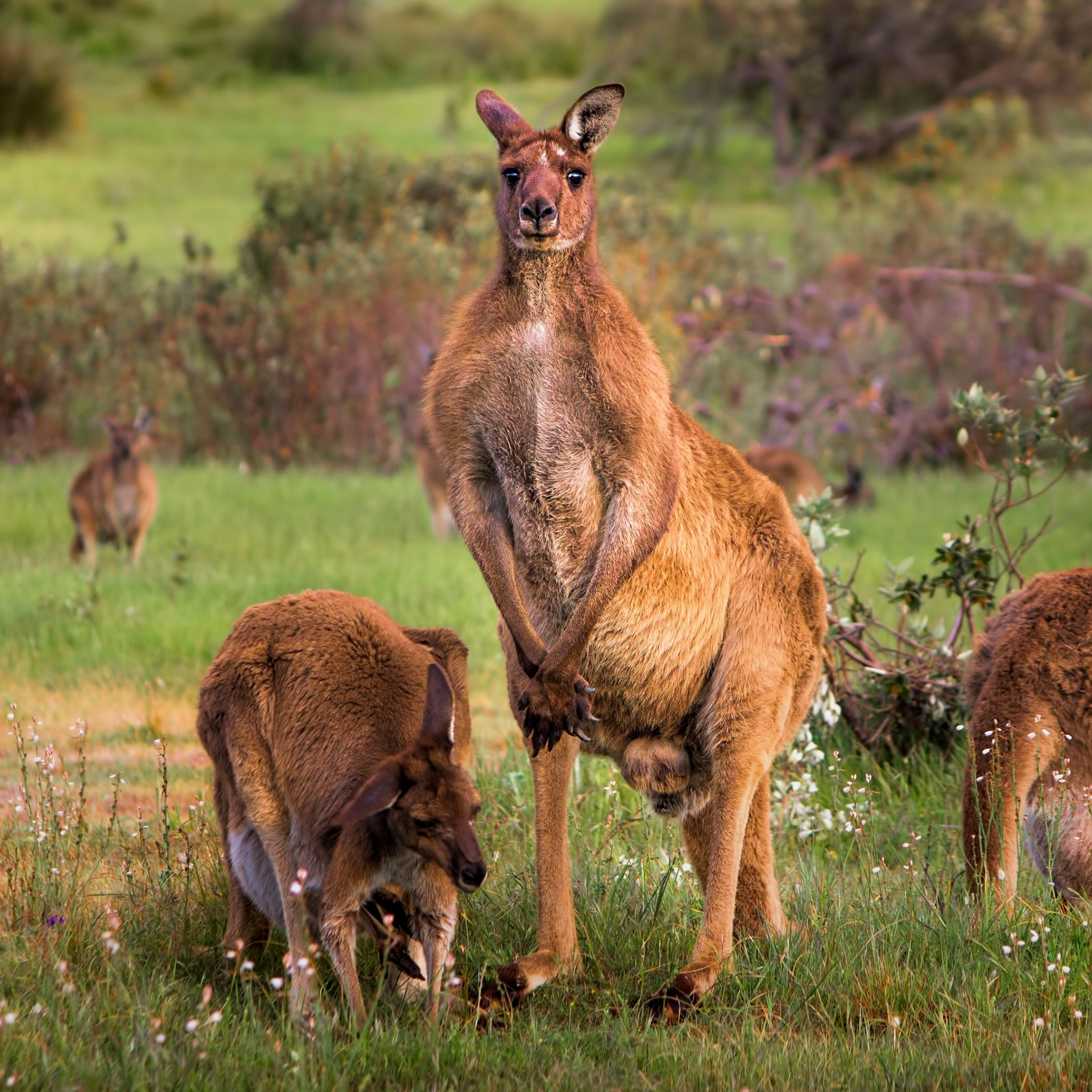 Кенгуру в Австралии. Стая кенгуру. Большой рыжий кенгуру. Стадо кенгуру.