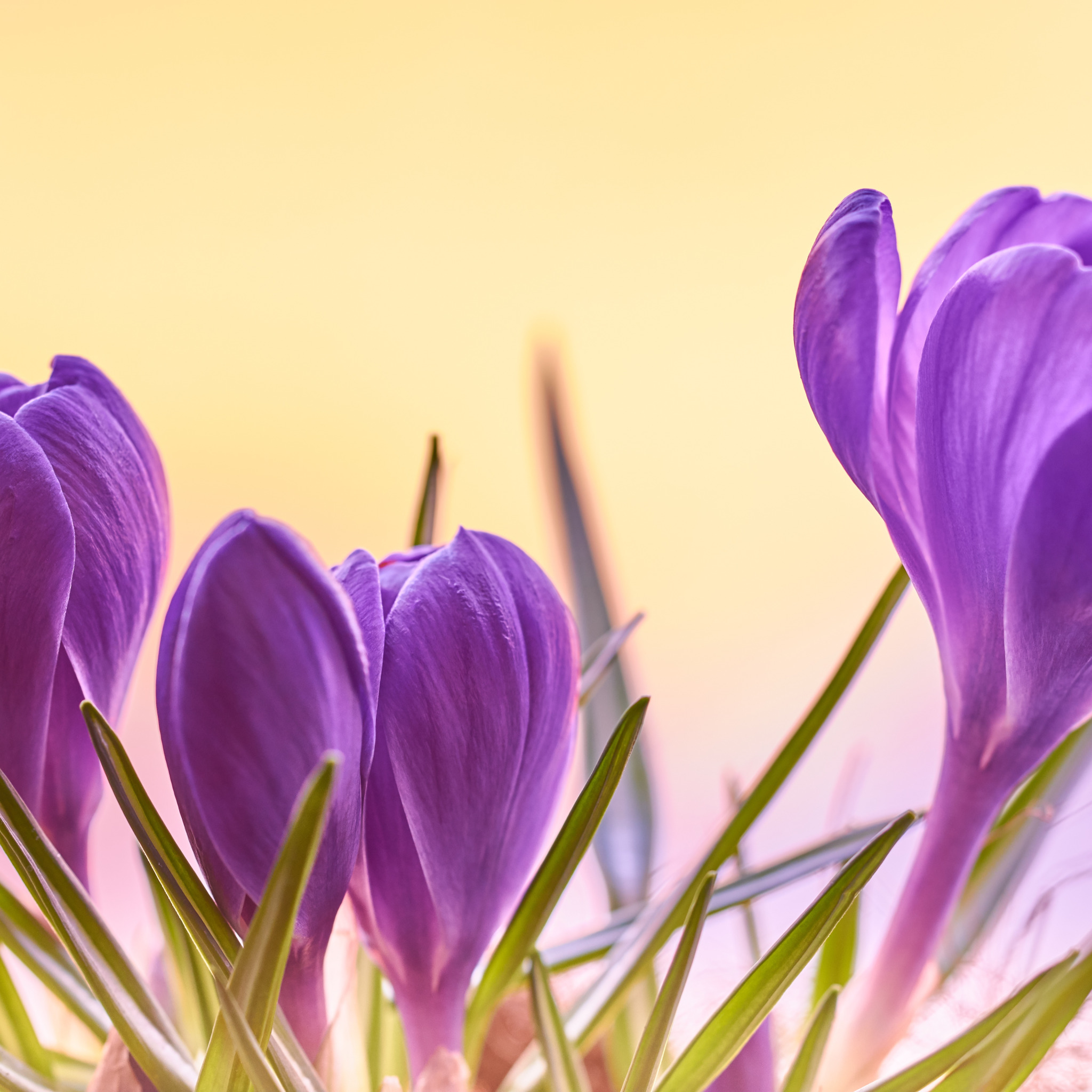 Крокус на черном фоне. Крокус цветок. Голландский Крокус. Лавандовый Крокус – Lavender Crocus. Весенние цветы крокусы.
