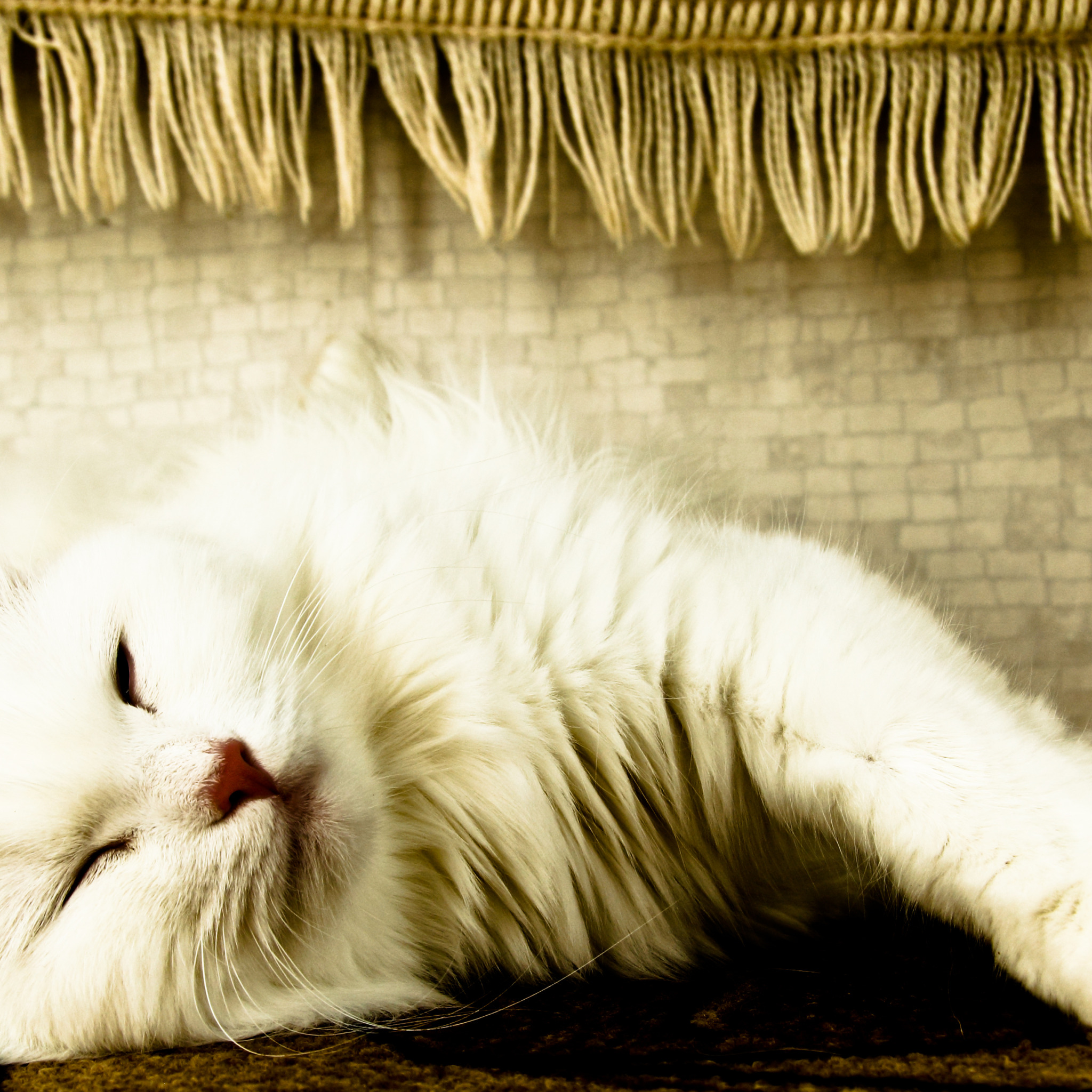 Музыка белая кошка. Белый кот лежит. Картинка белый кот лежит. Фон на планшет с белым котиком. Кот лежит горизонтальное фото.