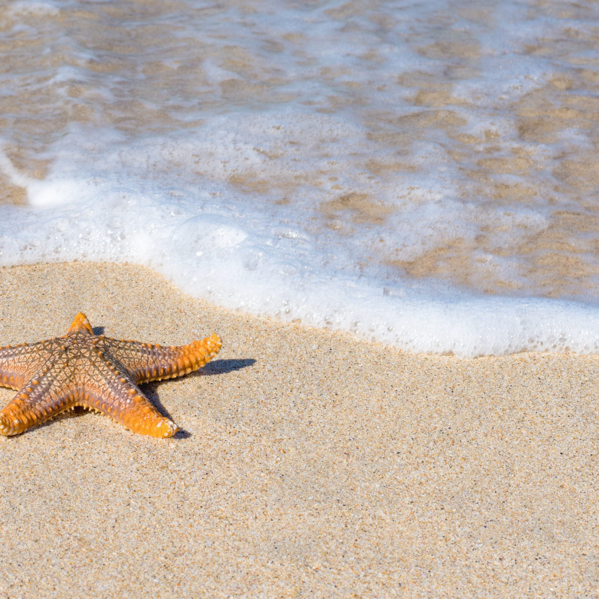 Морская звезда. Морская звезда на берегу моря. Морская звезда на пляже. Морская звезда на песке.