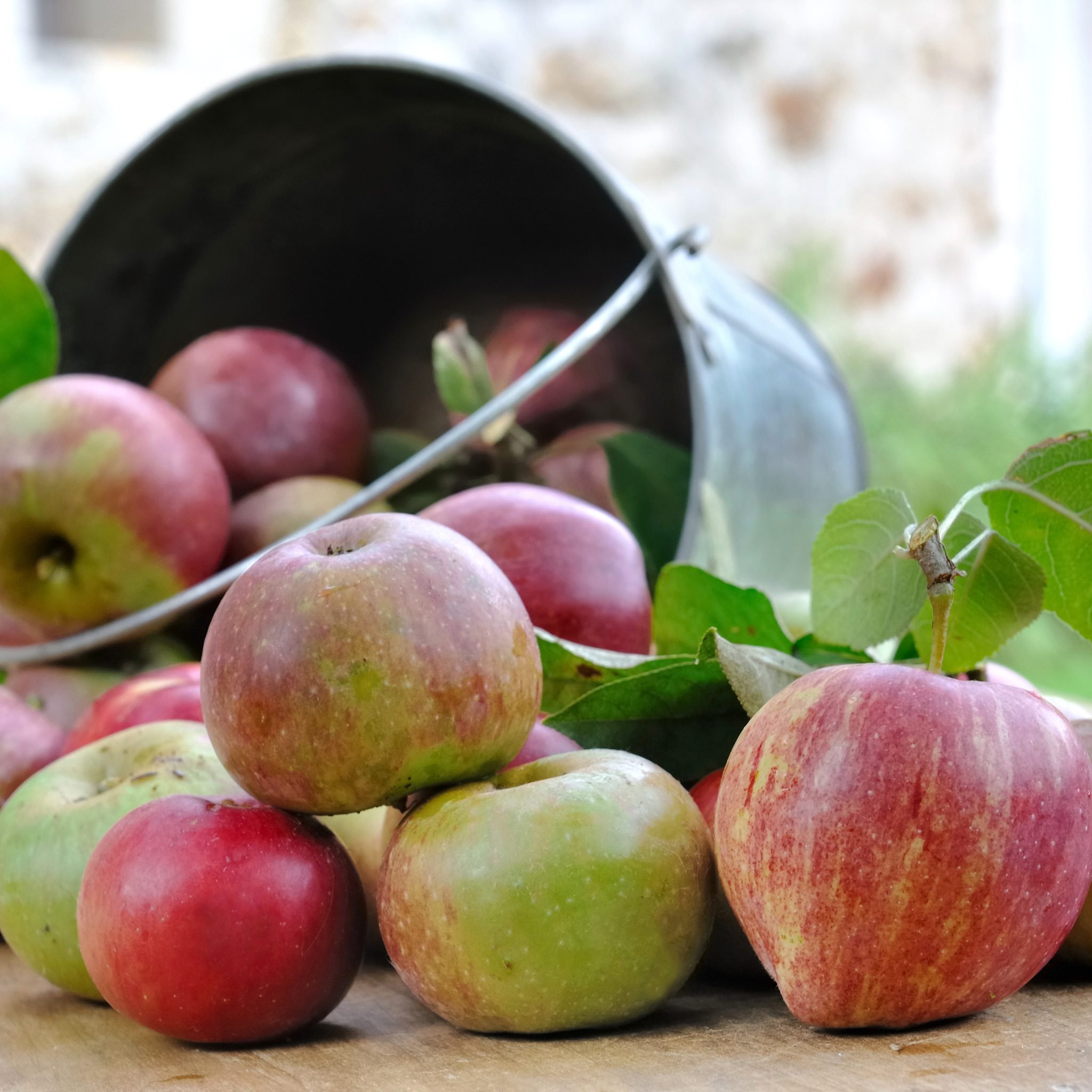 Яблоко свежесть. Урожай яблок. Яблоки сезонные. Яблоки новый урожай. Ведро яблок.