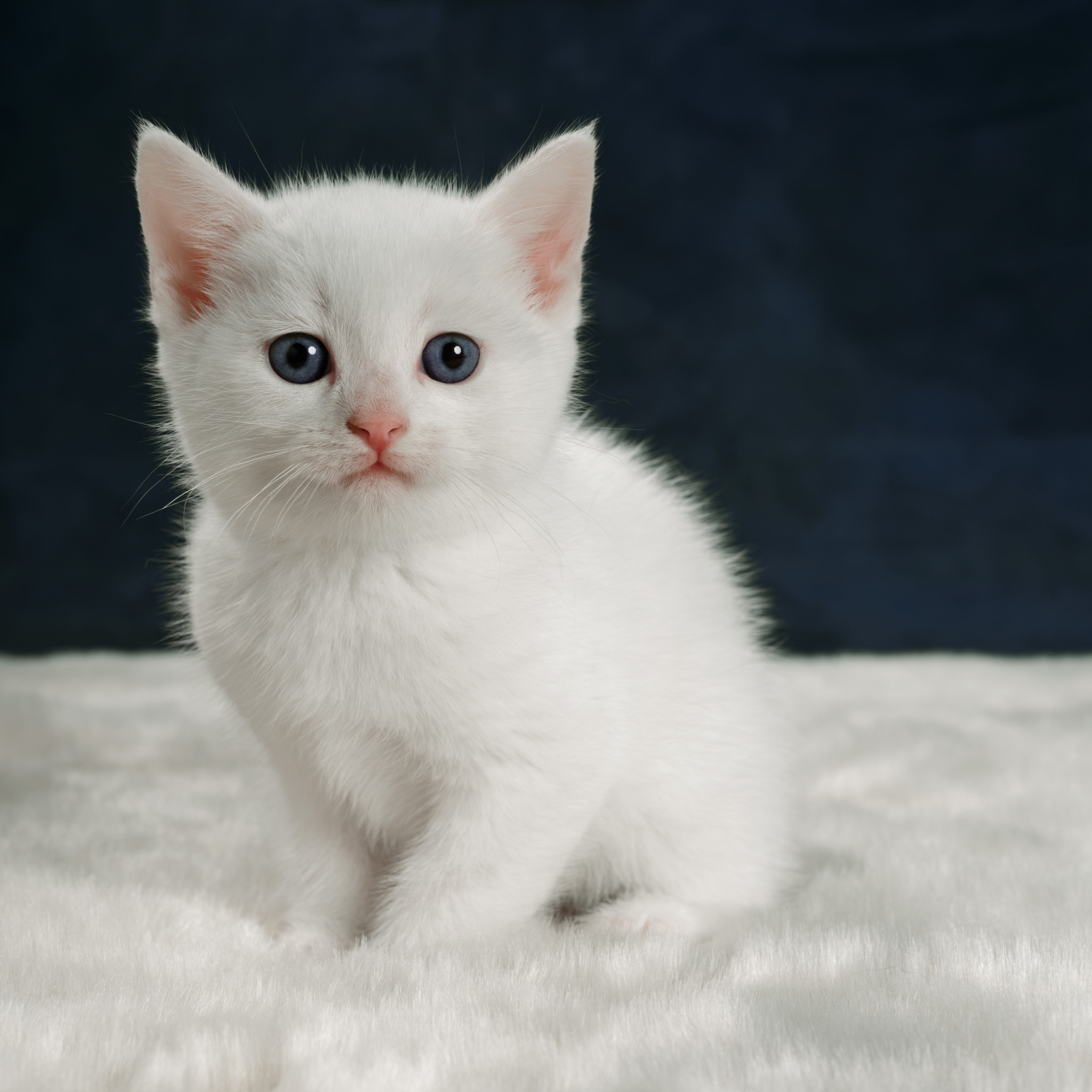 Авито породы кошек. Белый котенок. Милые белые котята. Кошка белая. Чисто белые котята.