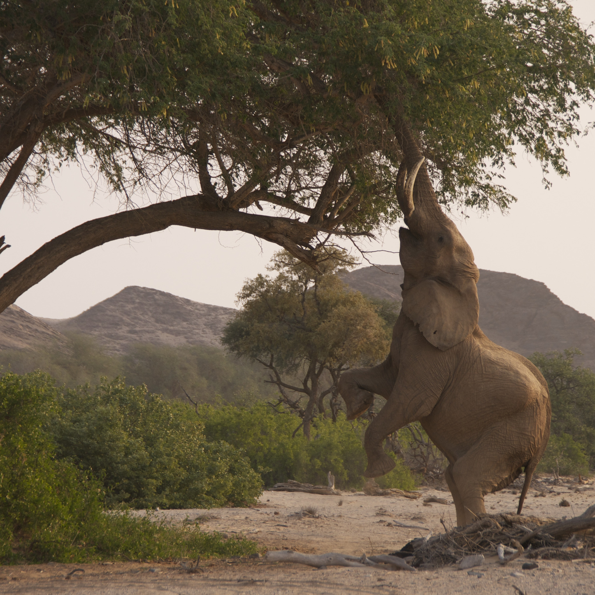 An elephant can climb. Слоны в дикой природе. Слоновье дерево в природе. Саванный слон. Что едят слоны.