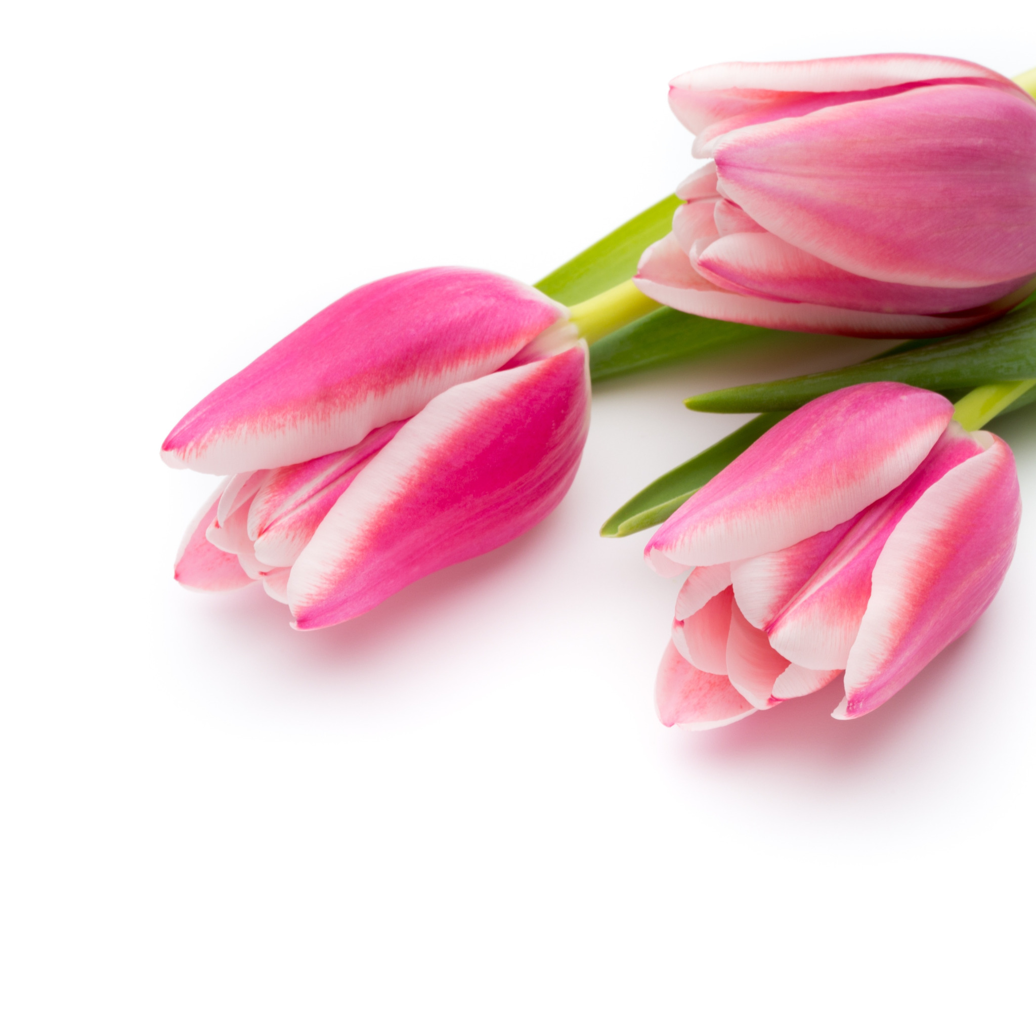 Что значит розовый тюльпан. Тюльпан Марит. Тюльпан Tom pouce. Розовые тюльпаны. Тюльпаны на белом фоне.