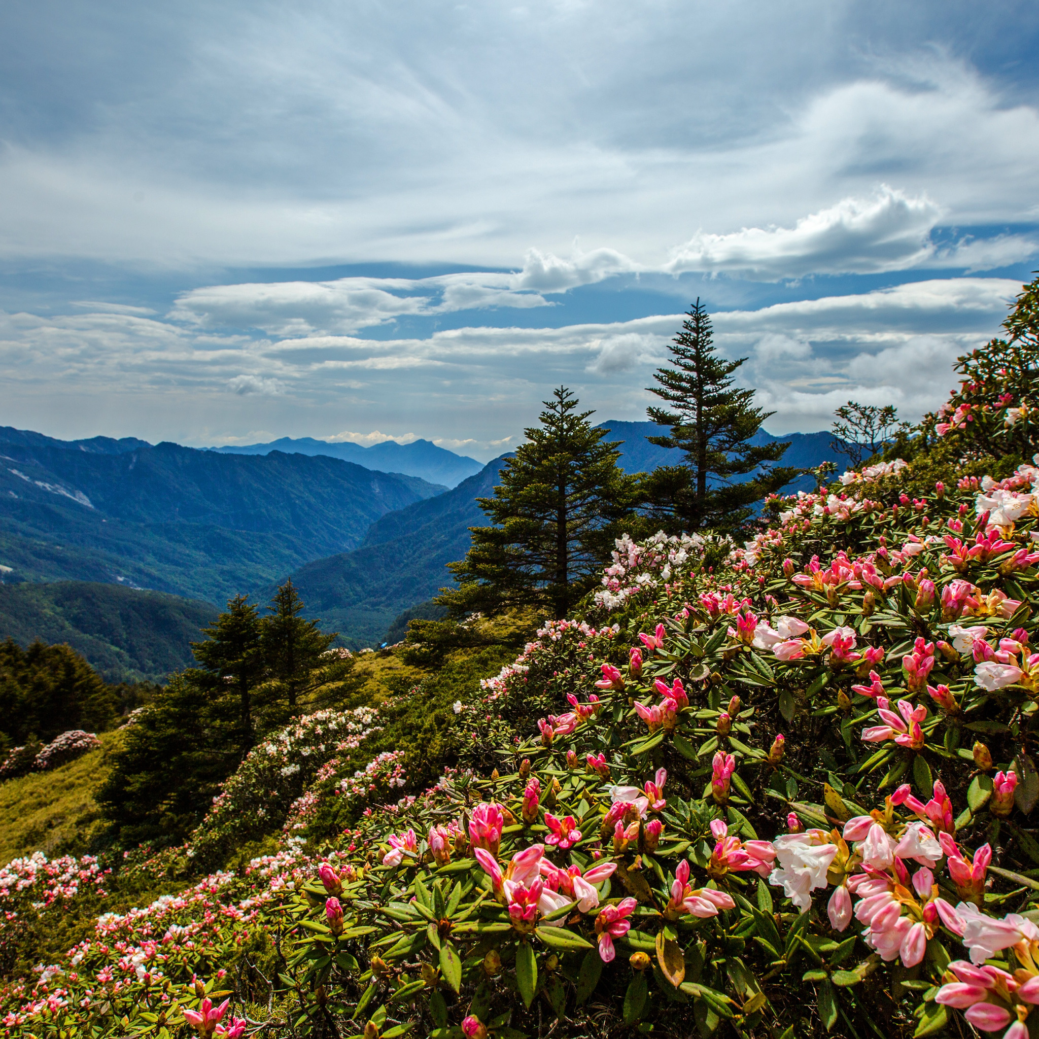 Flowery mountain sect. Сочи рододендроны красная Поляна. Рододендрон роза Хутор. Рододендрон красная Поляна. Красная Поляна Сочи горы рододендрон.