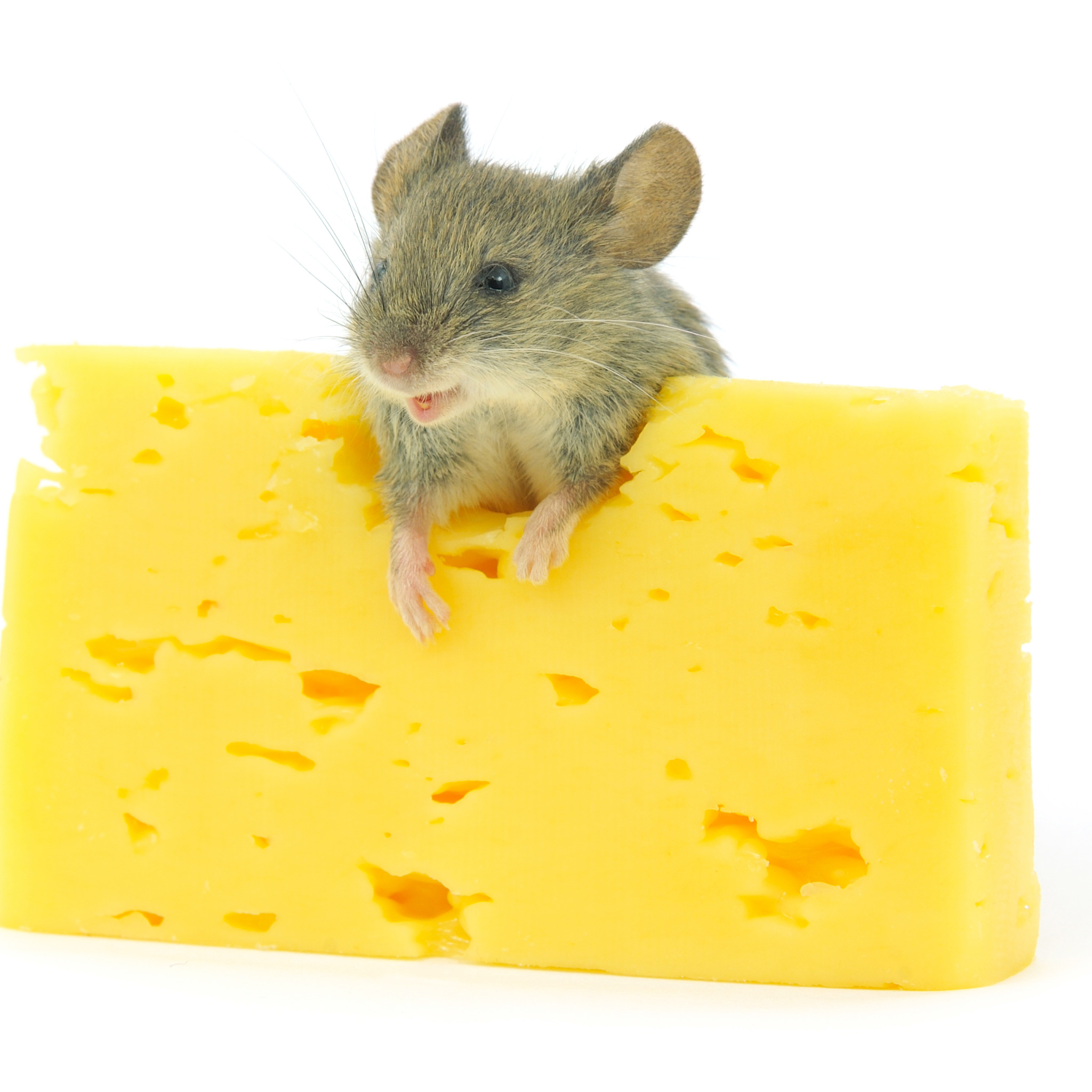 Мышка в сыре. Мышонок с сыром. Сыр картинка на белом фоне. Мыши сыр обои. Про мышей и сыр
