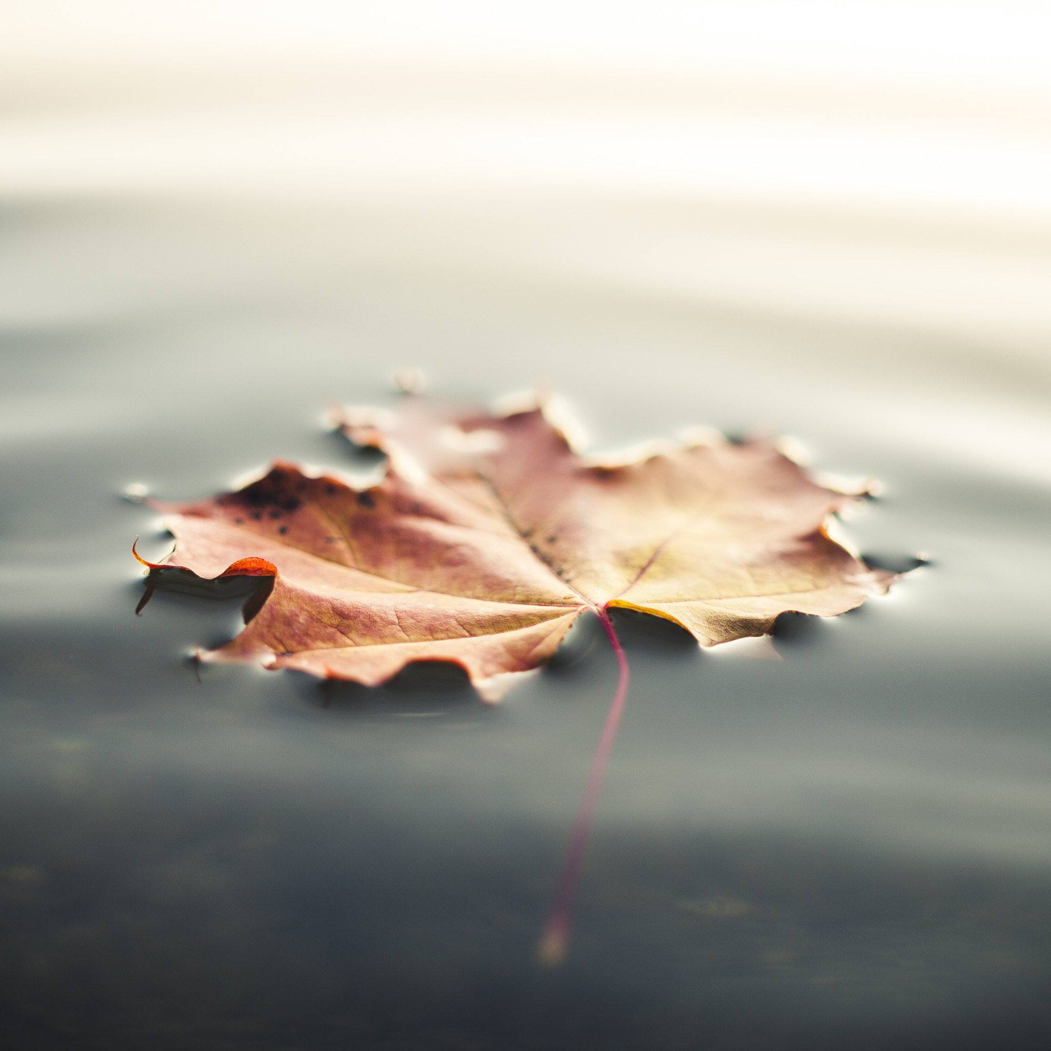 Попав в листья вода с поверхности. Листья на воде. Листок на воде. Листья плывут по воде. Осенние листья на воде.