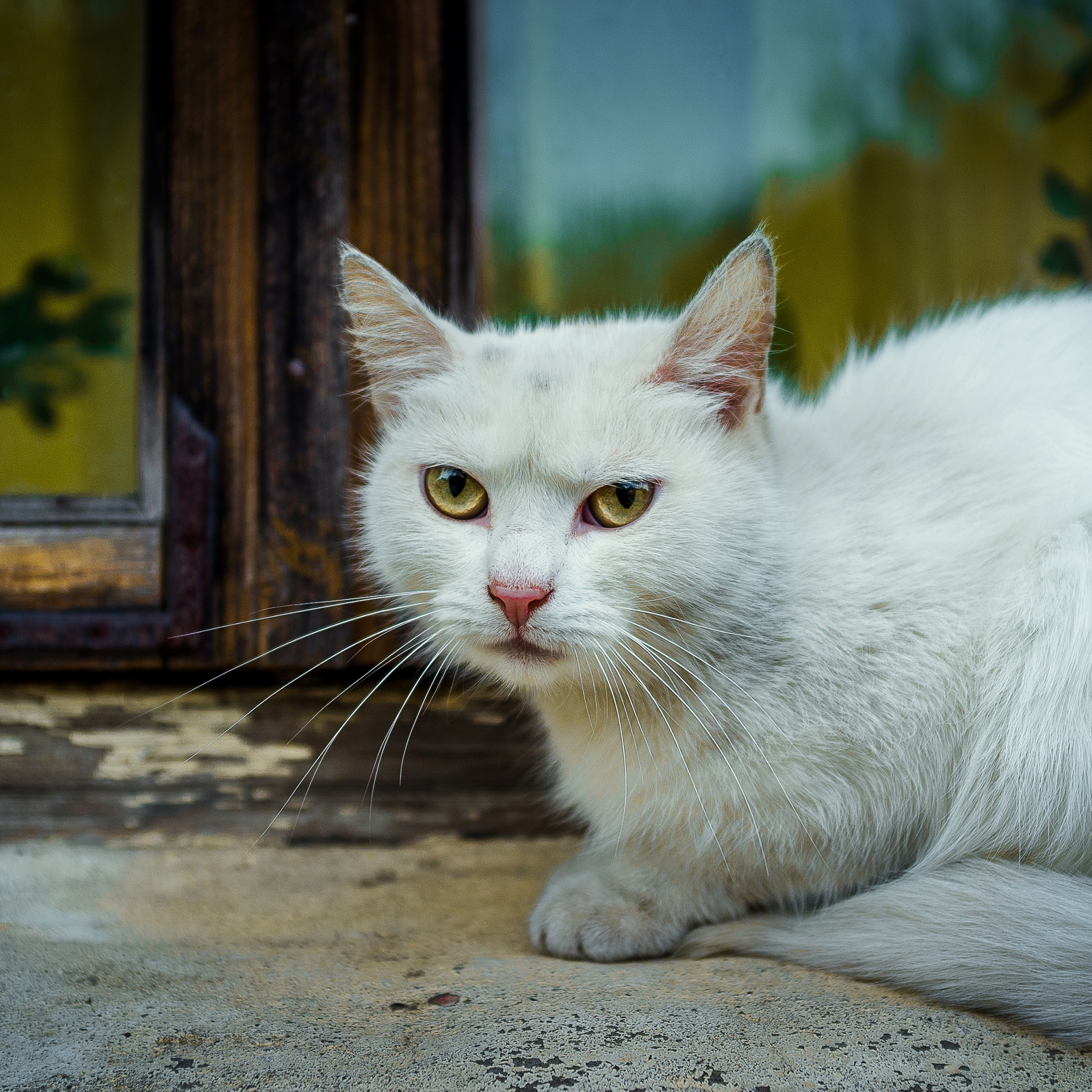 Фото Белых Котов С Желтыми Глазами