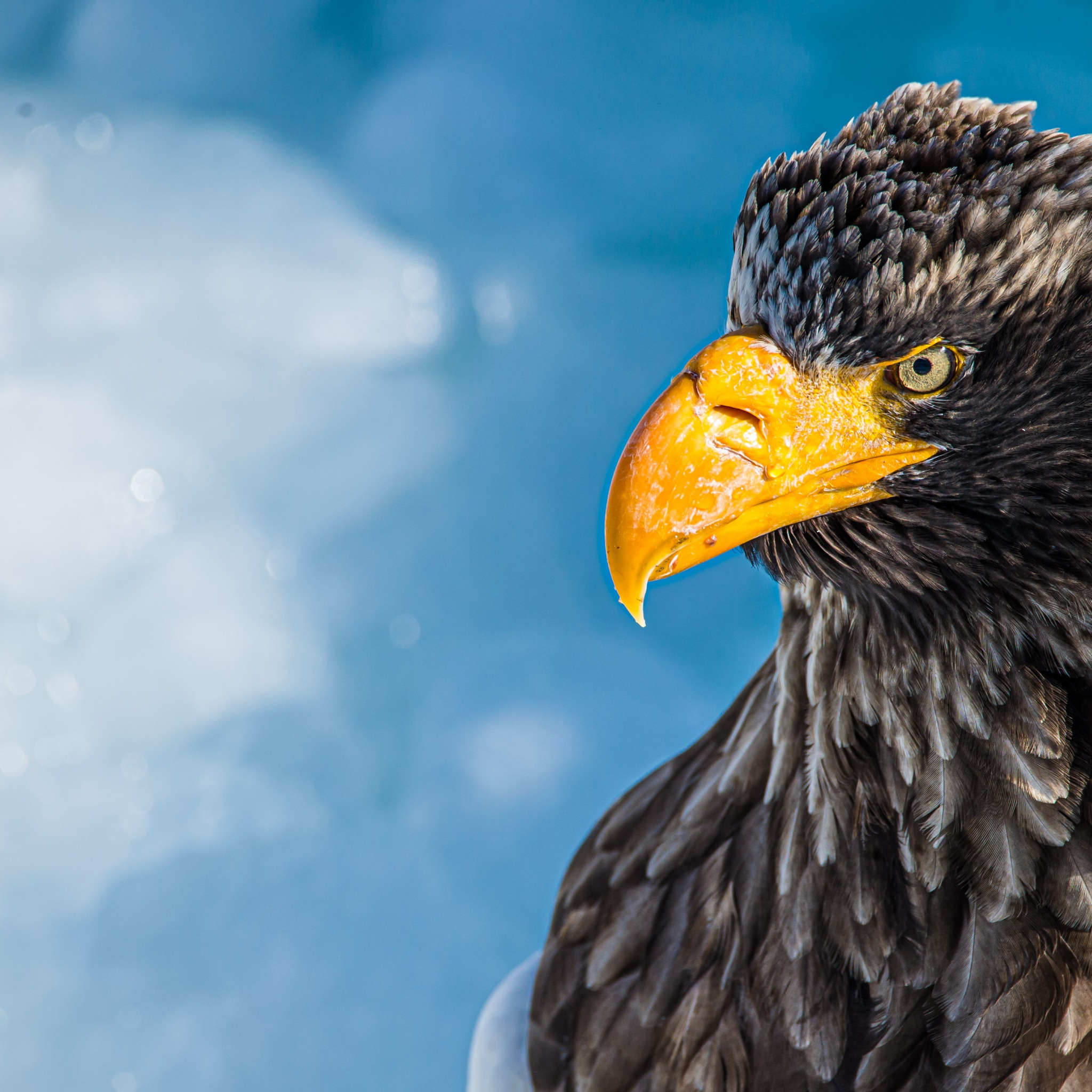 Орел портрет. Взгляд хищника птицы. Sea Eagle II.