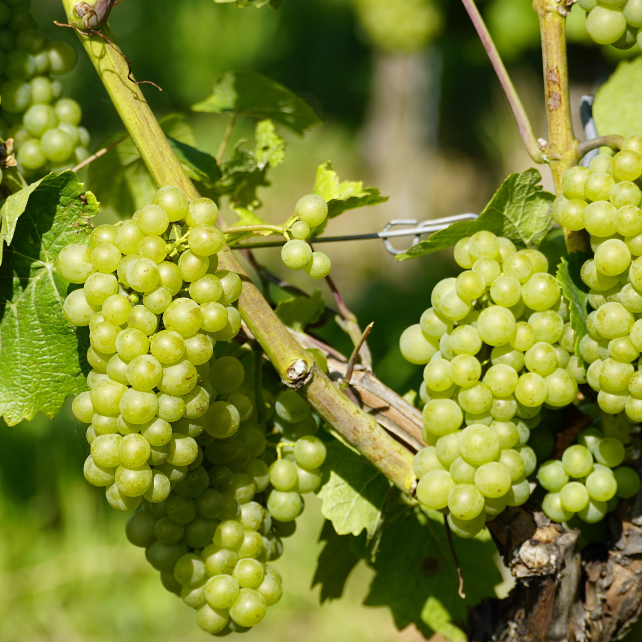 Виноград в больших количествах. Виноград зеленый. Виноградная лоза. Плод винограда. Много винограда.