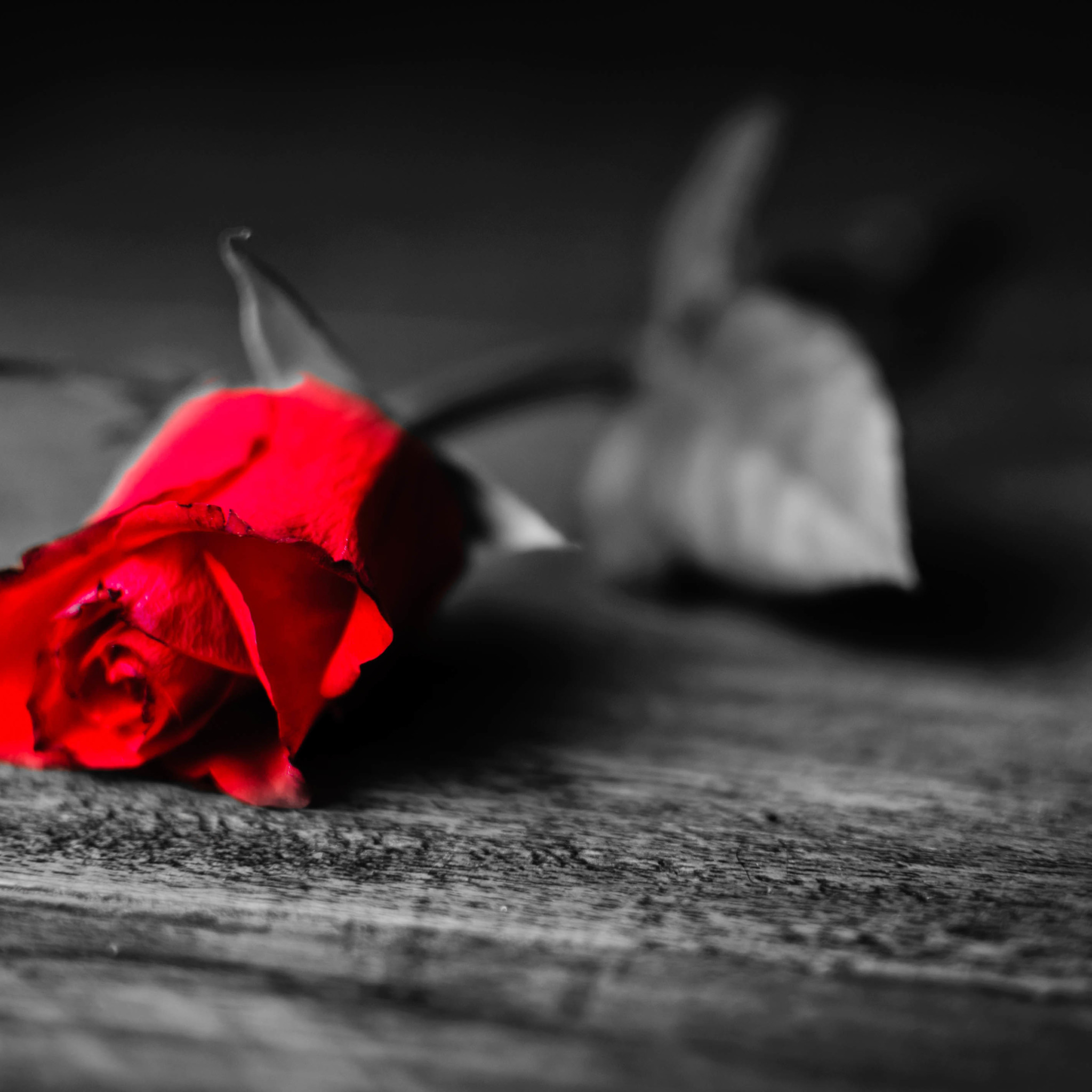 Цветок грустит. Грустный цветок. Одинокий цветок. Розы на сером фоне.