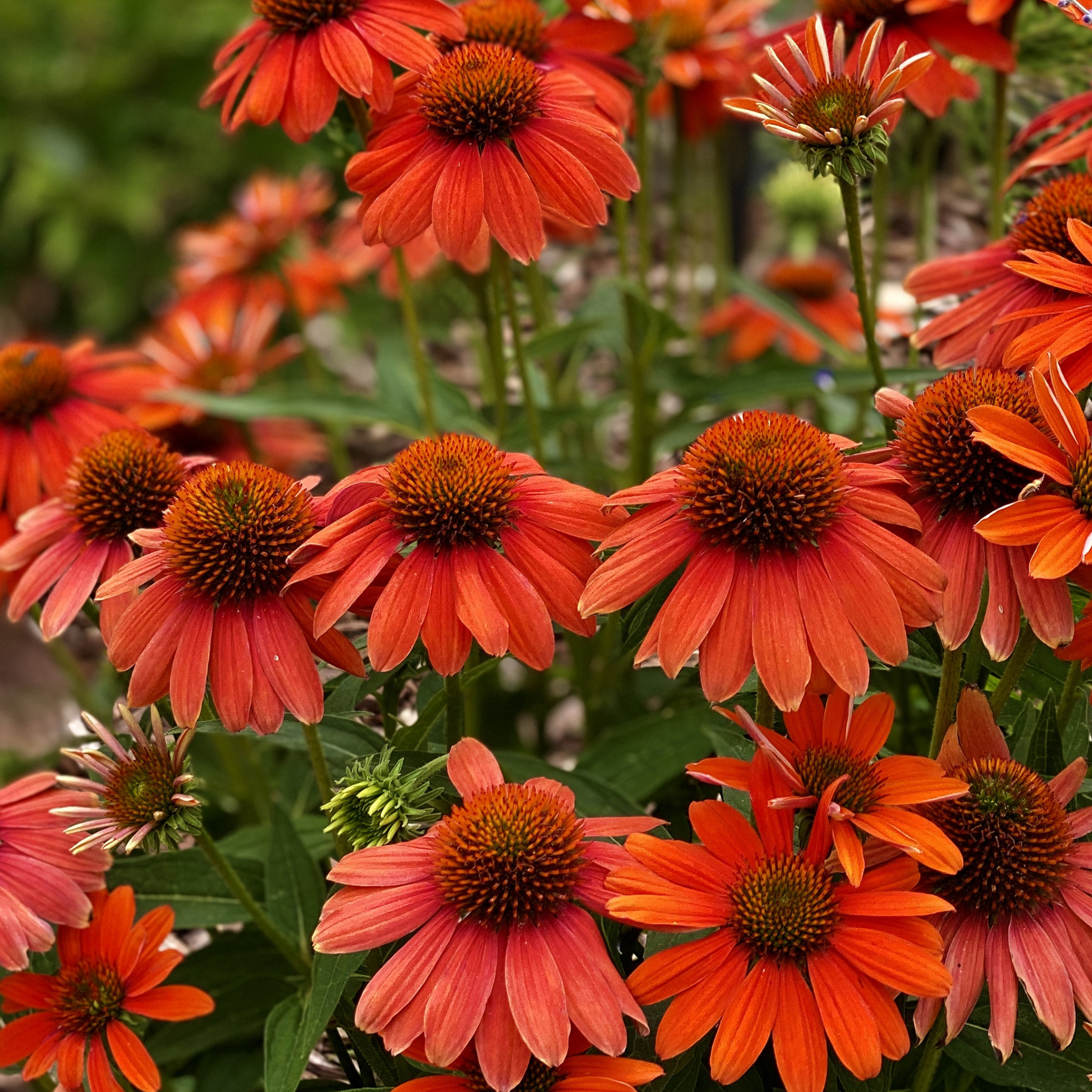 Rudbeckia Aster Echinacea