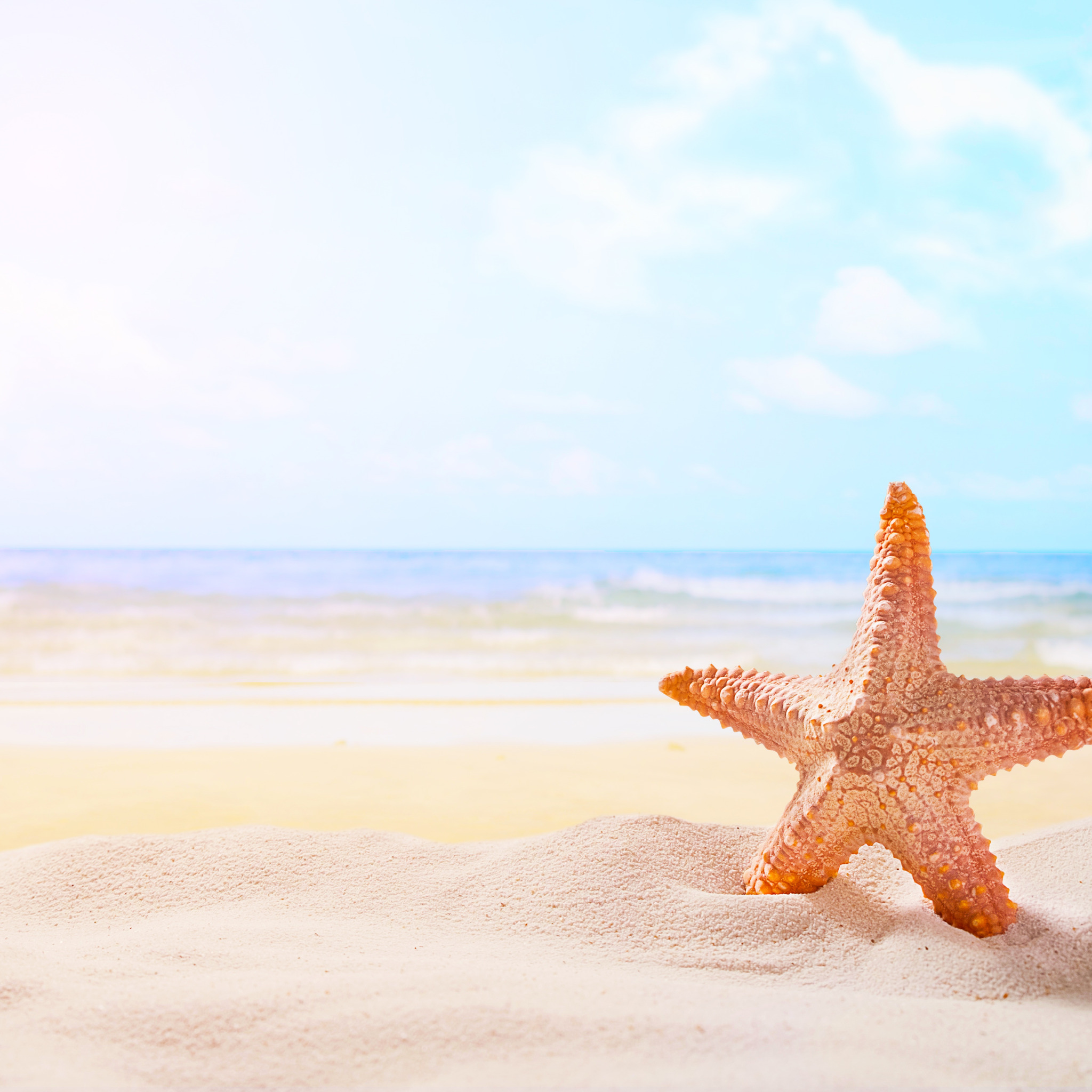 Лето море солнце огэ информатика. Морская звезда в море. Лето отпуск. Лето море солнце огэ информатика. Море песок.