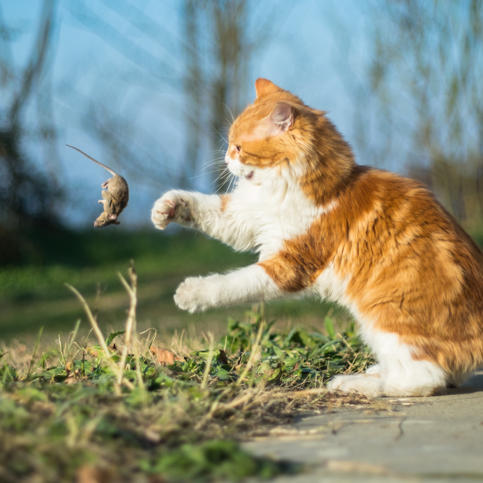 Картинки кот ловит