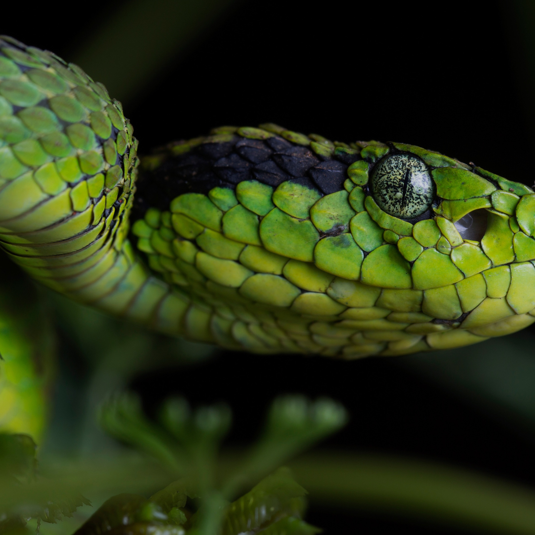 змеи тайланда зеленая