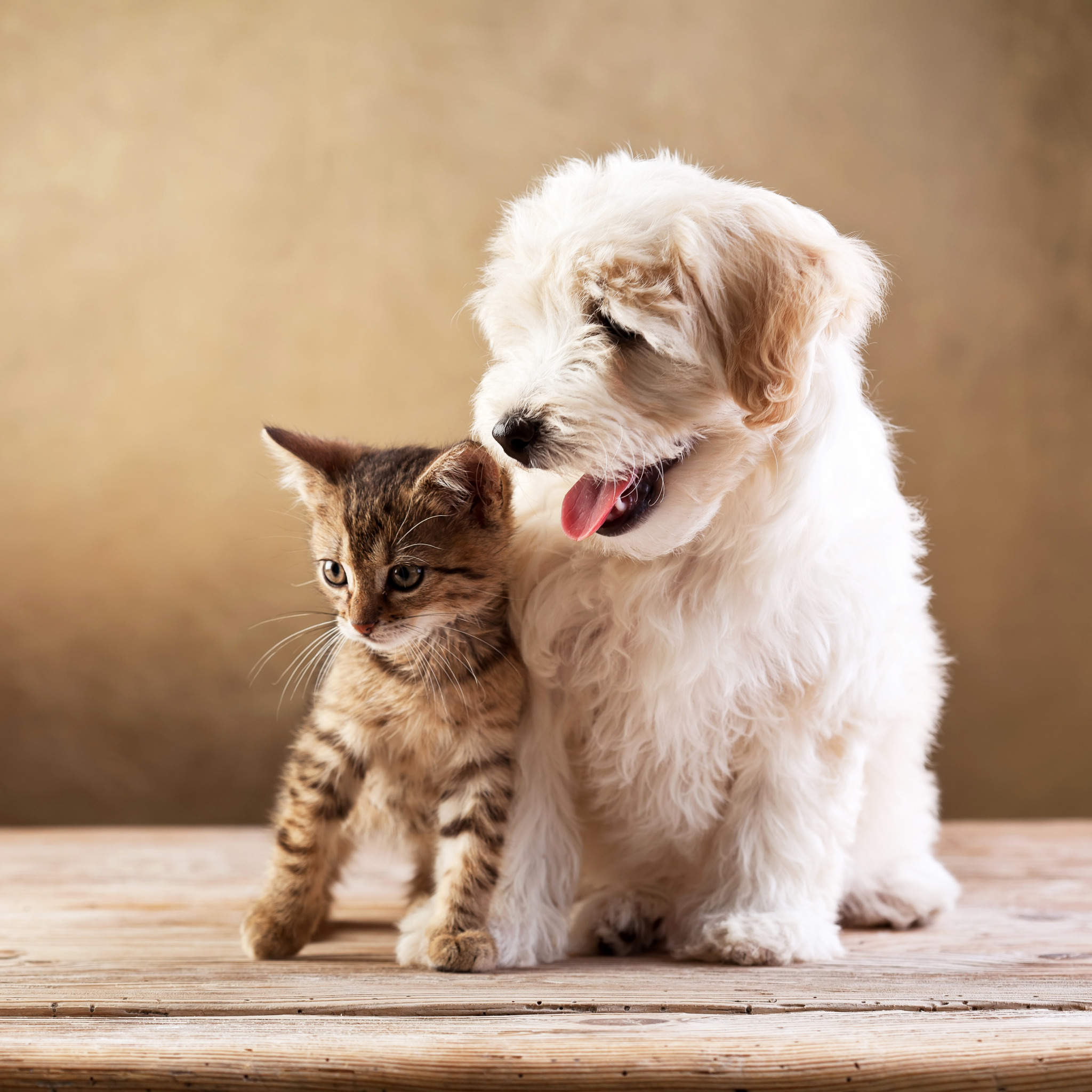 Животные породы кошек и собак. Собачки и кошечки. Счастливые собаки и кошки. Щенок и котенок. Кошечки собачки картинки.