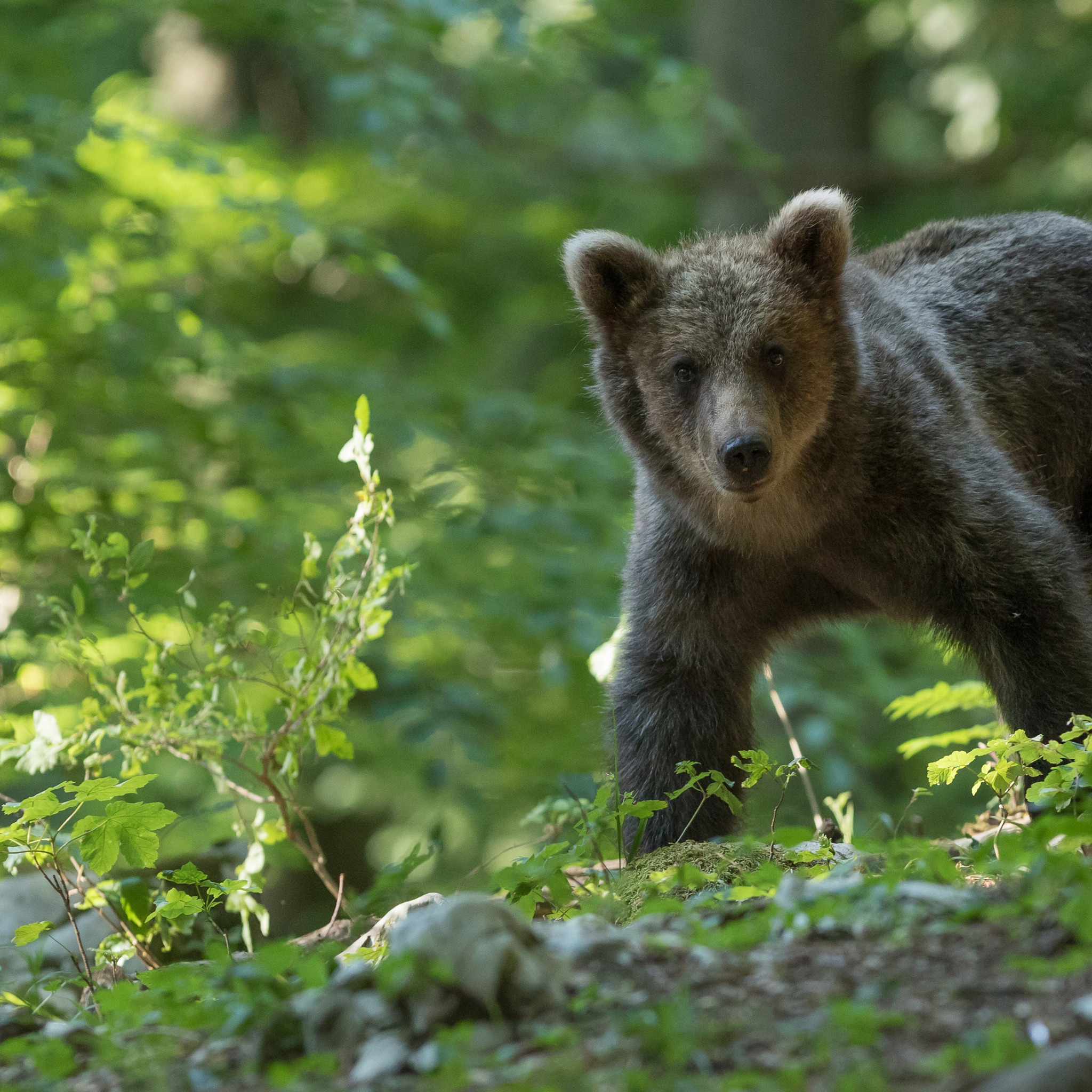 Широколиственные леса бурый медведь. Медвежонок в лесу. Медведь в лесу. Животные в лесу. Собака вывела из леса медведей